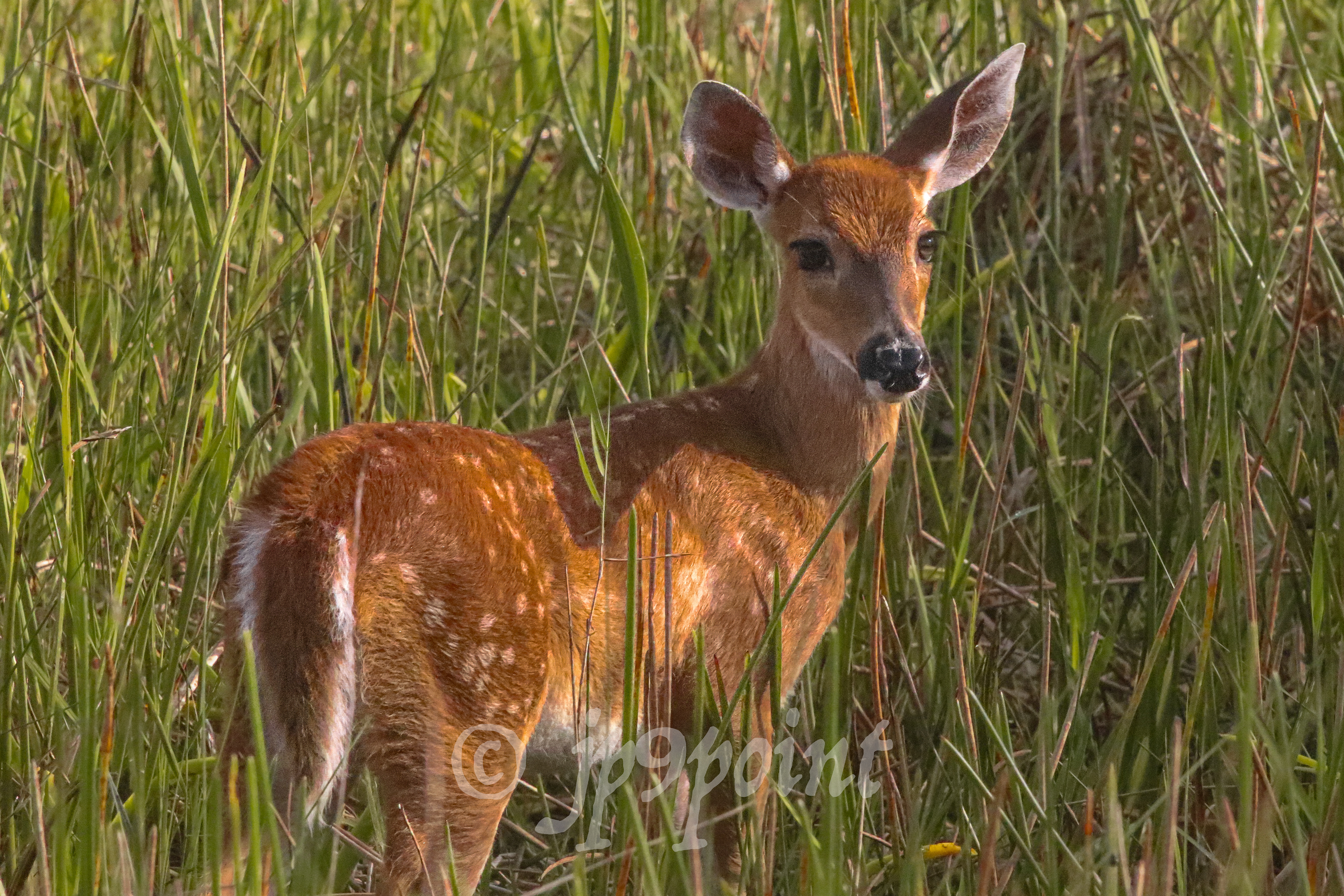 Fawn Deer at Loxahatchee, Florida.