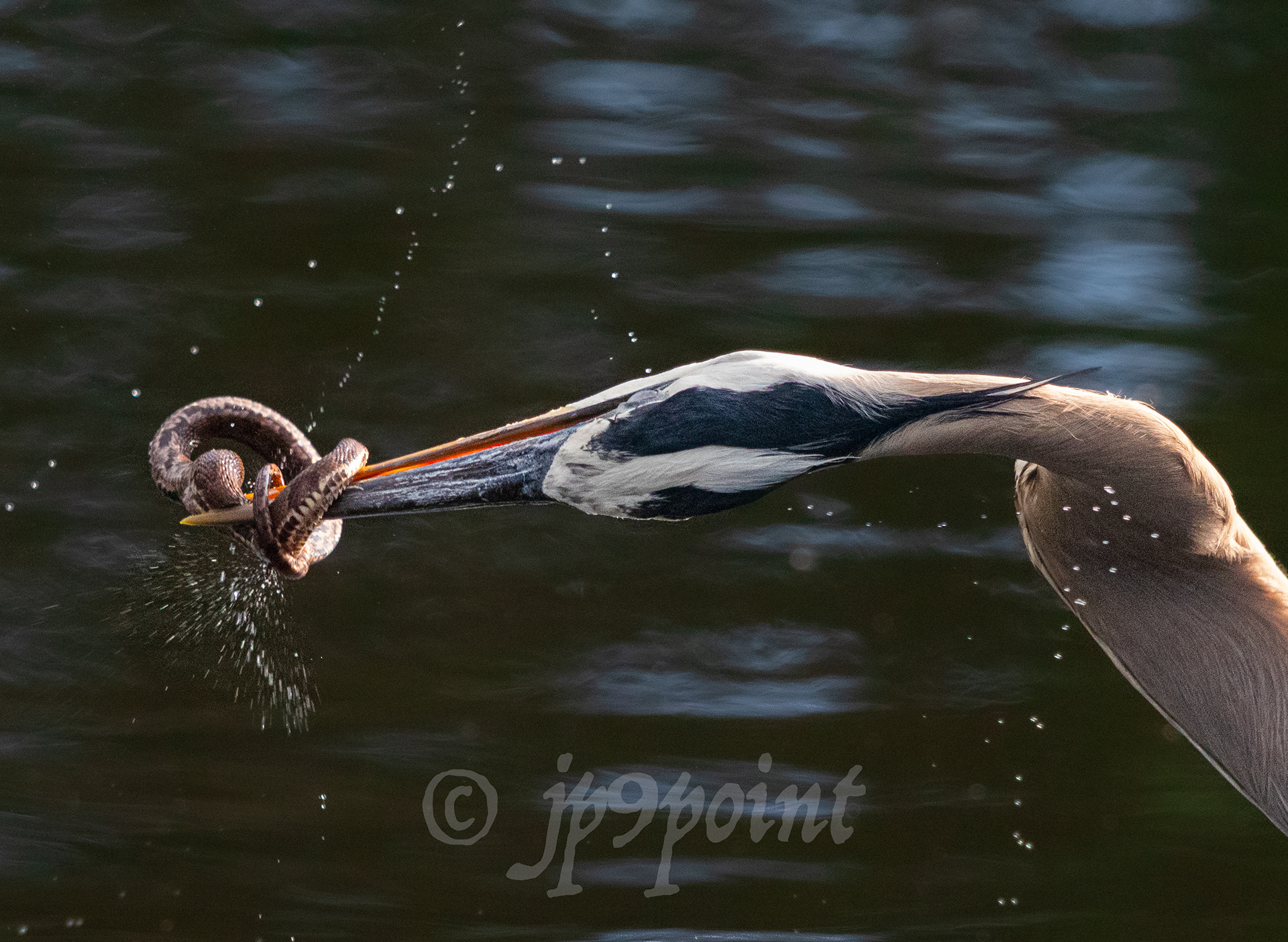 Great Blue Heron fights for its snake dinner at Wakodahatchee Wetlands, Florida.