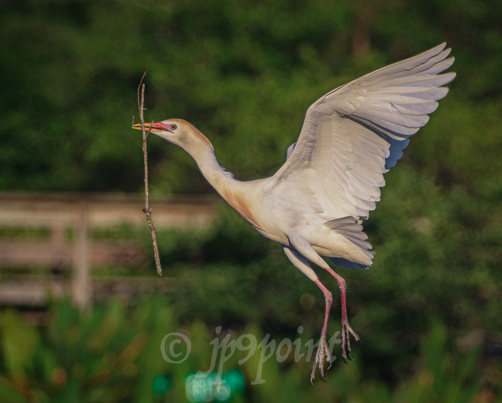Cattle Egret in flight with a branch at Wakodahatchee Wetlands, Florida. 