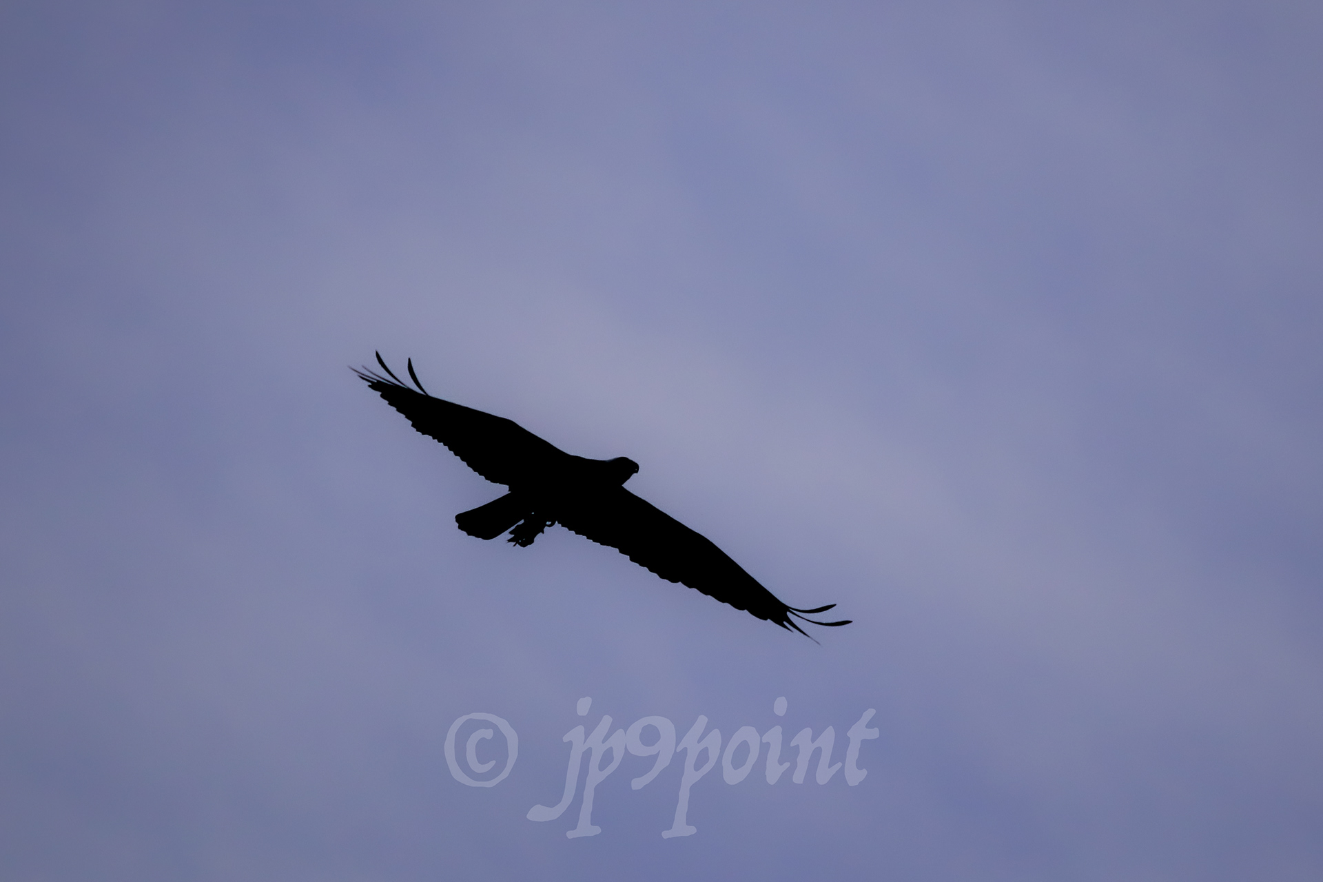 Osprey silhouette in flight with a fish in its talons over Lake Winnipesaukee, New Hampshire.