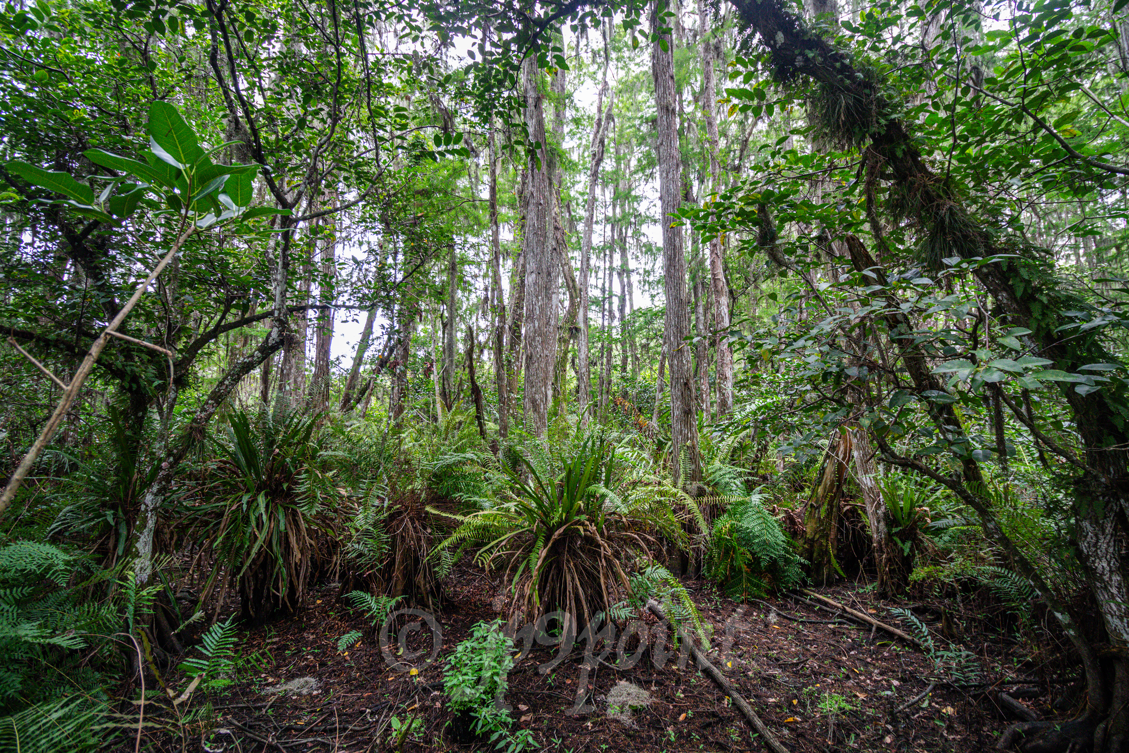 Loxahatchee vegetation.