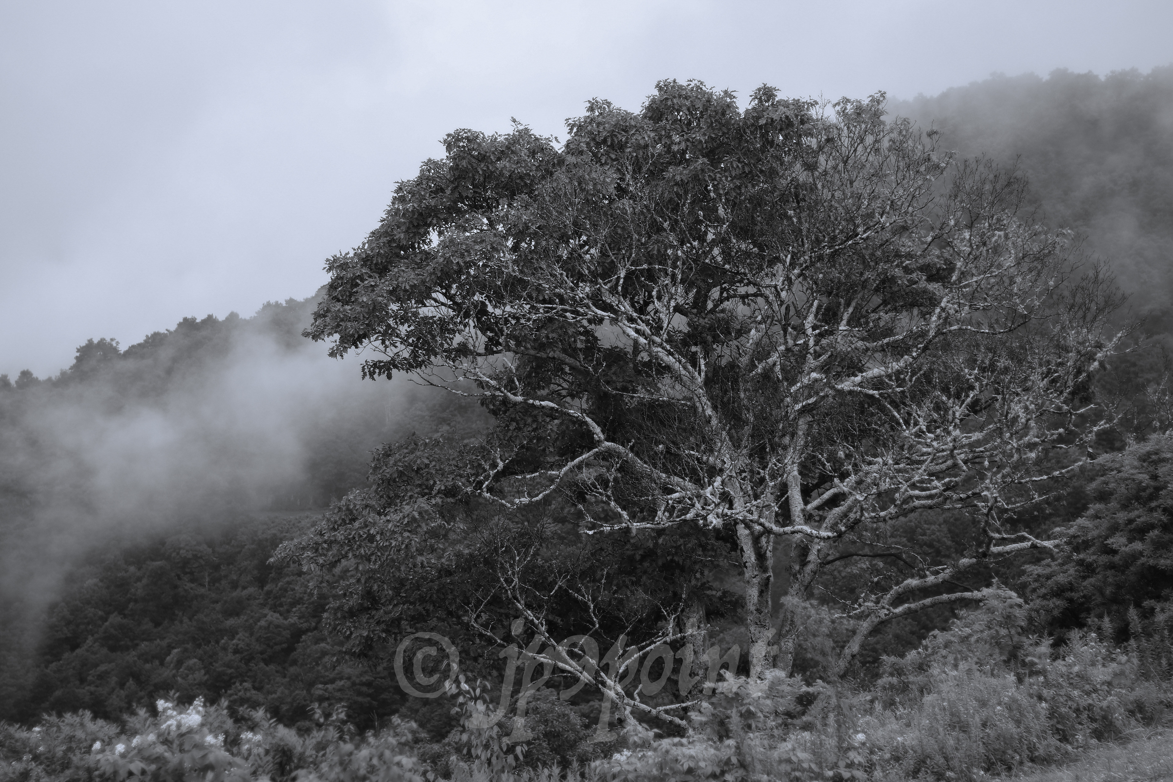 Smokey Mountains, Pisgah Forest, NC