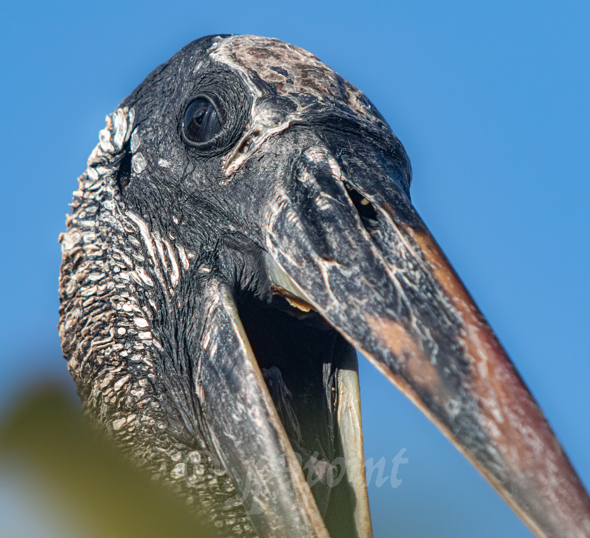 Wood Stork blinking at Wakodahatchee Wetlands
