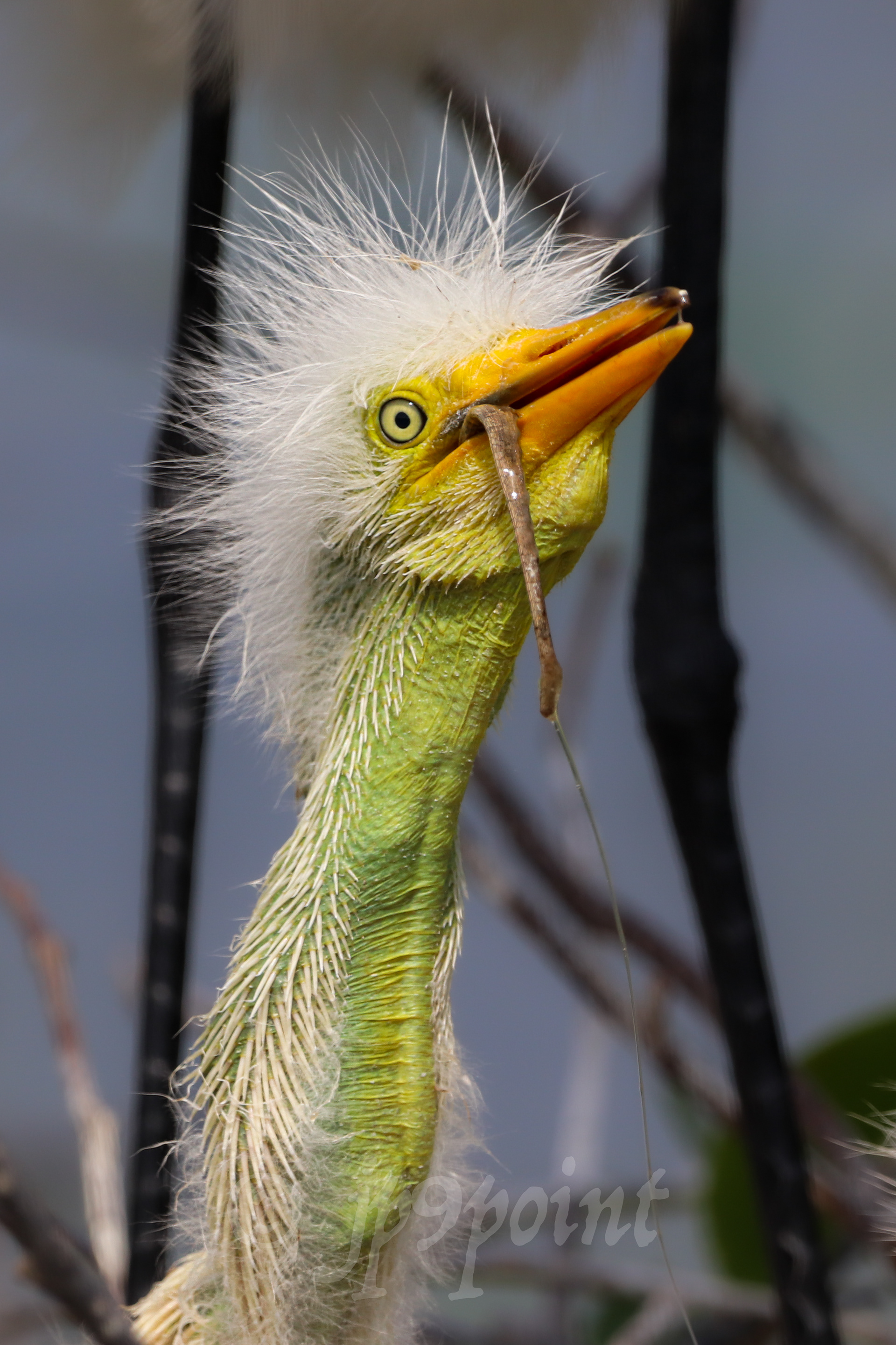 Baby Egret finishing its breakfast