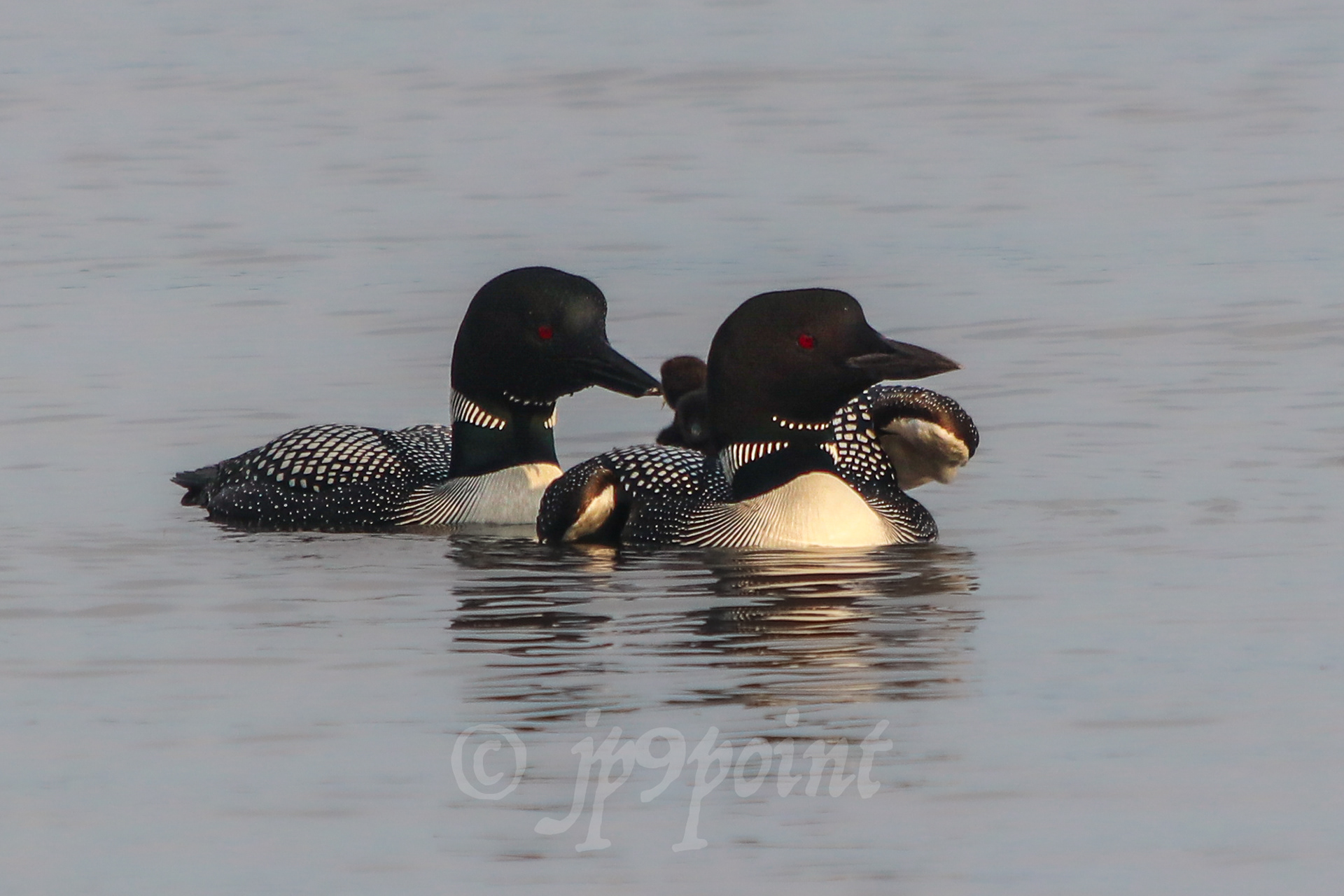 Father Loon feeds its baby a small fish on Lake Winnipesaukee, New Hampshire.