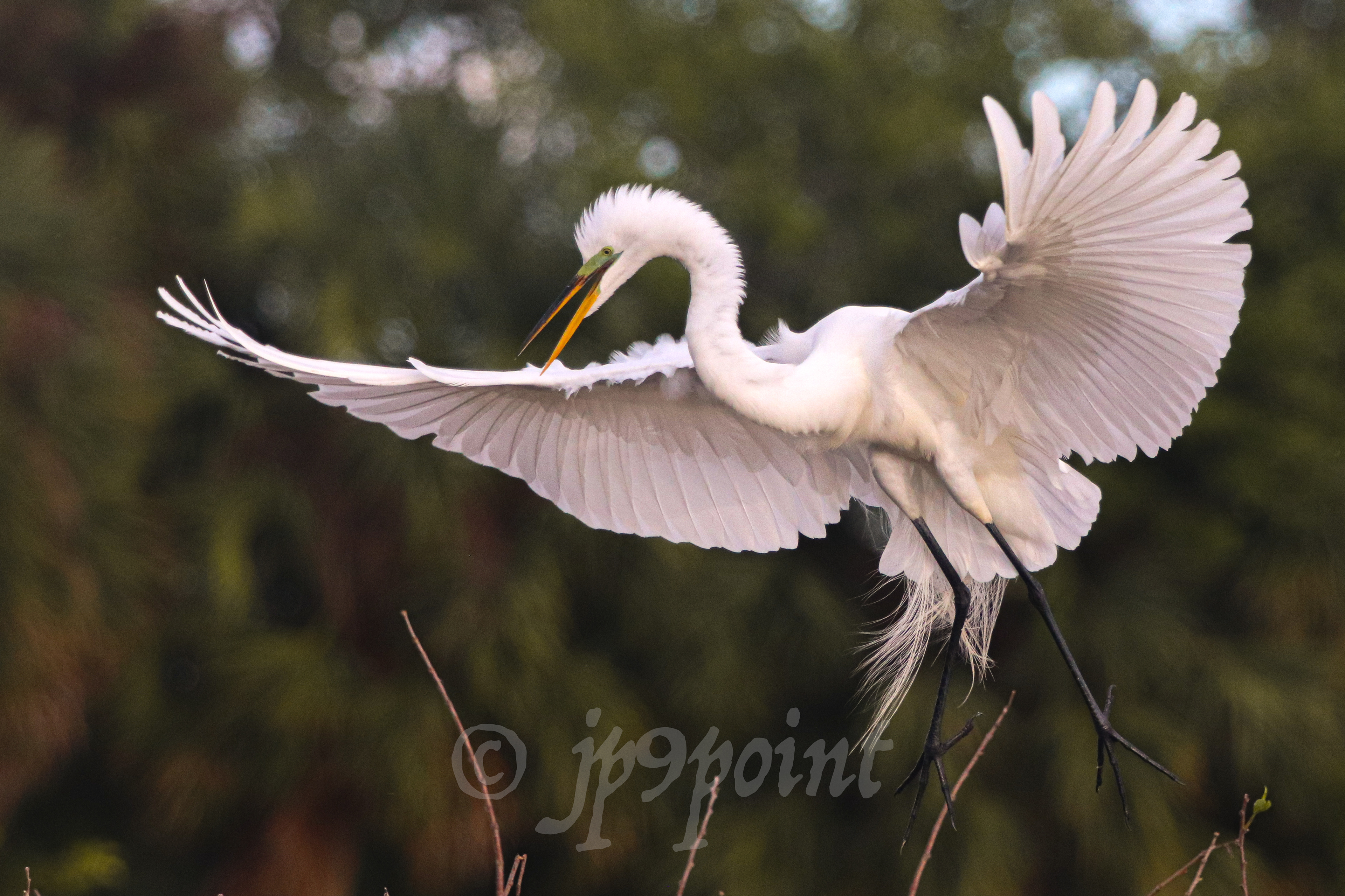 Great Egret landing at Wakodahatchee Wetlands, Florida.