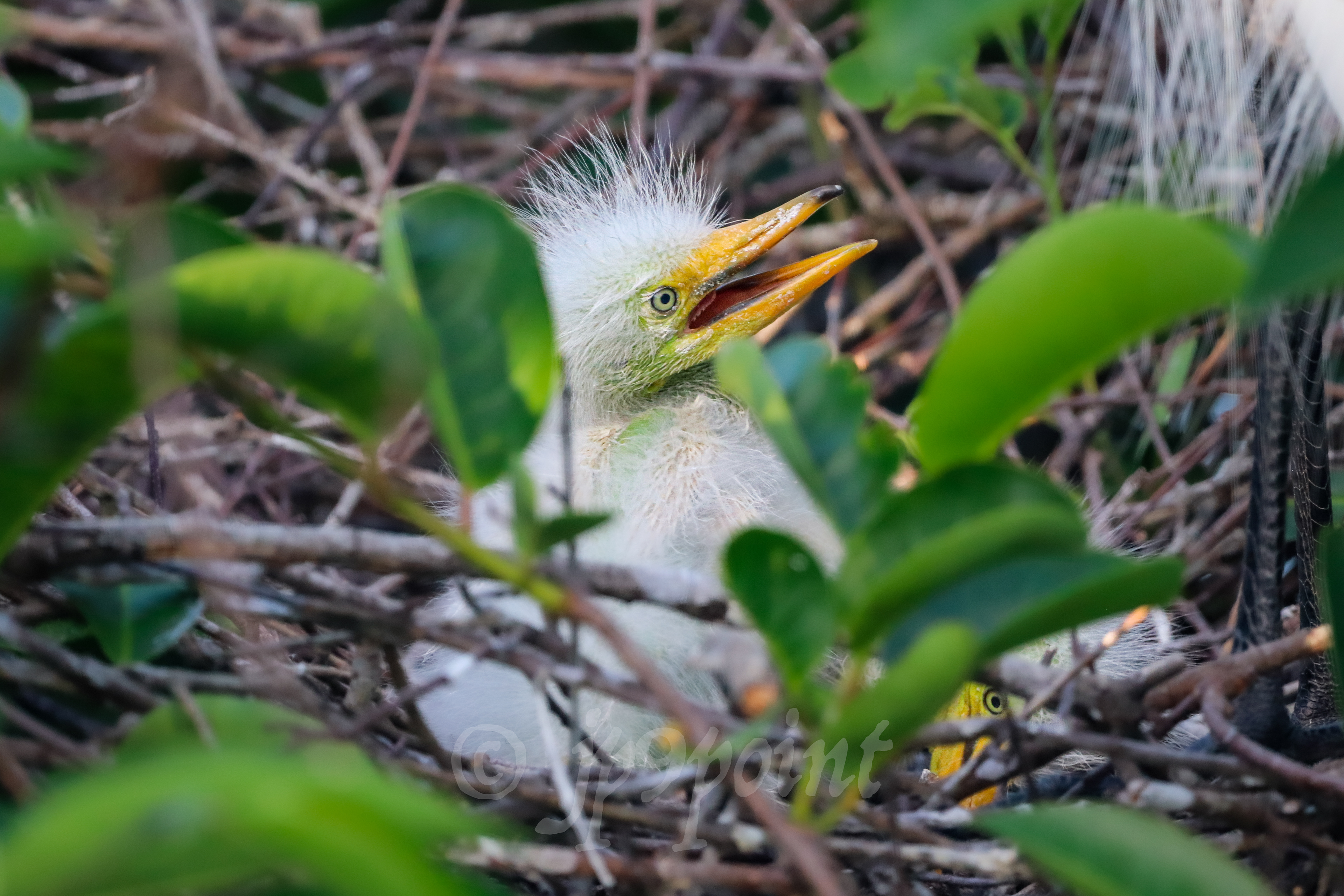 Baby Egret just days old at the wetlands