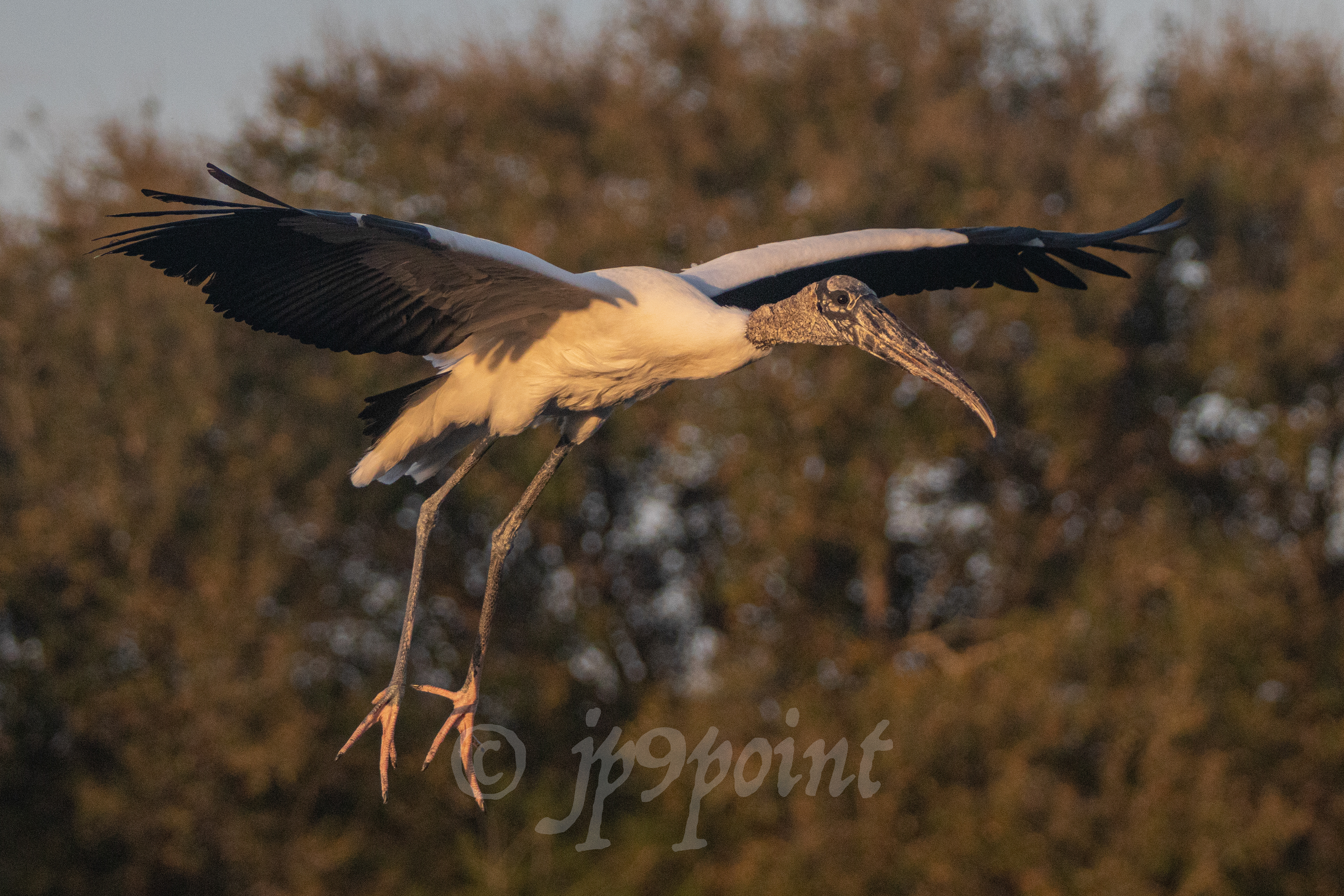Wood Stork in flight at Wakodahatchee Wetlands, Florida.