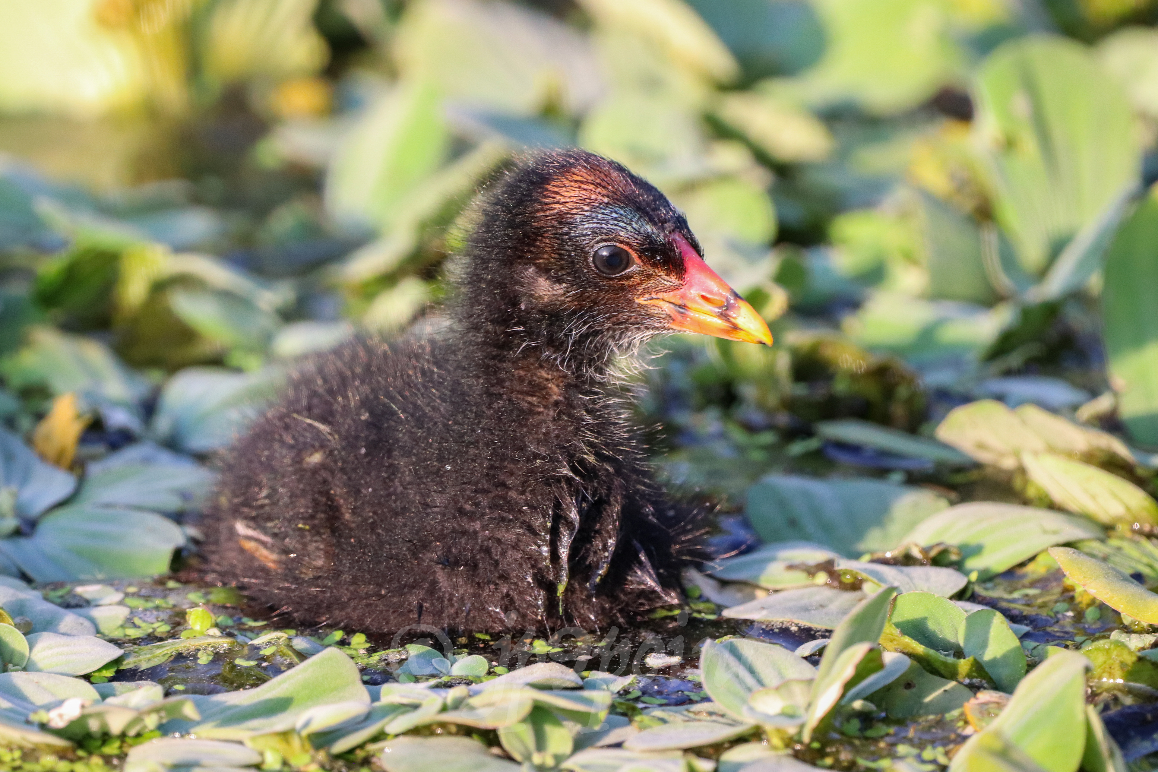 Baby Gallinule at the wetlands