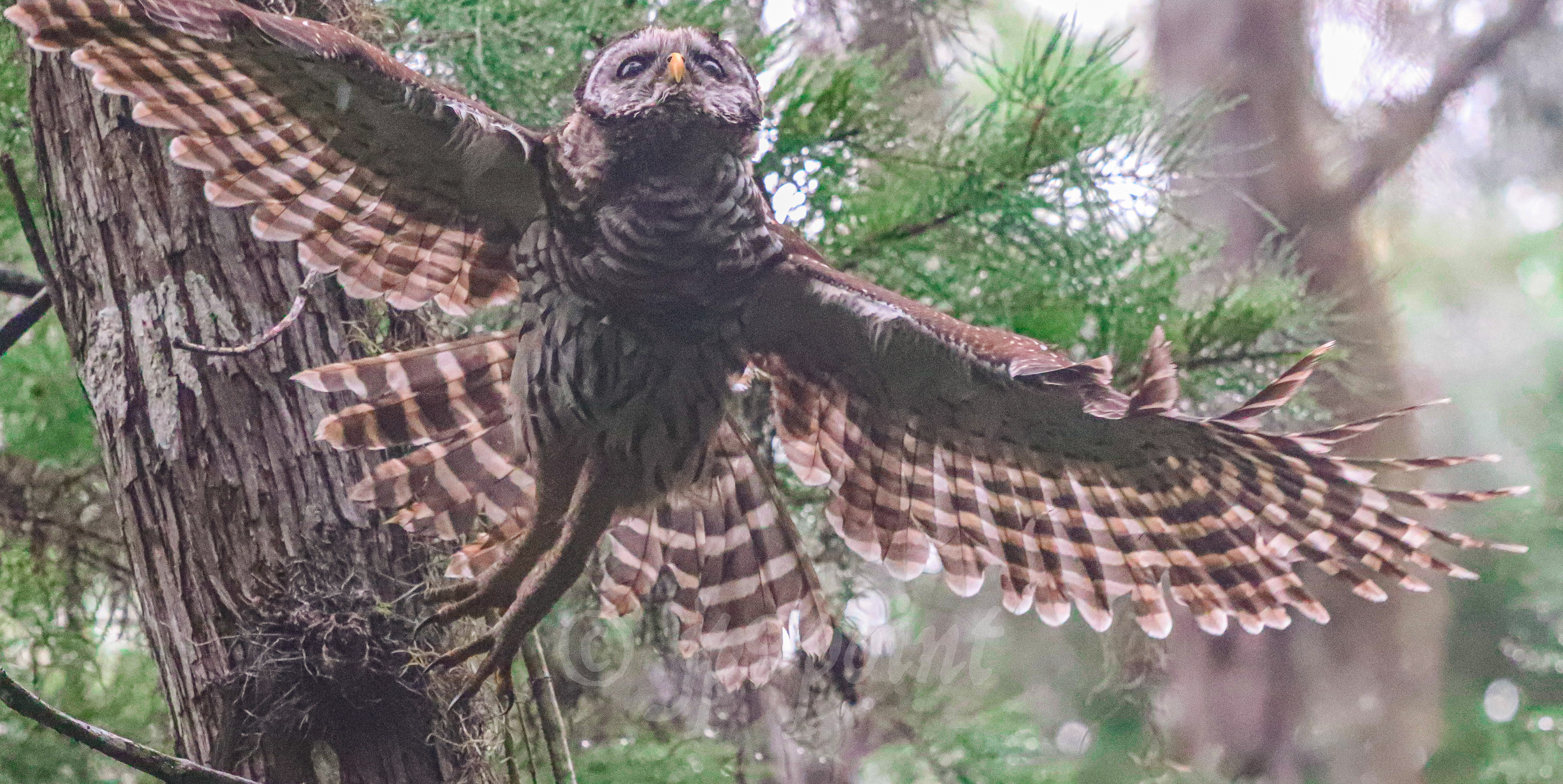 Owl takes off from a tree at Loxahatchee, Florida.