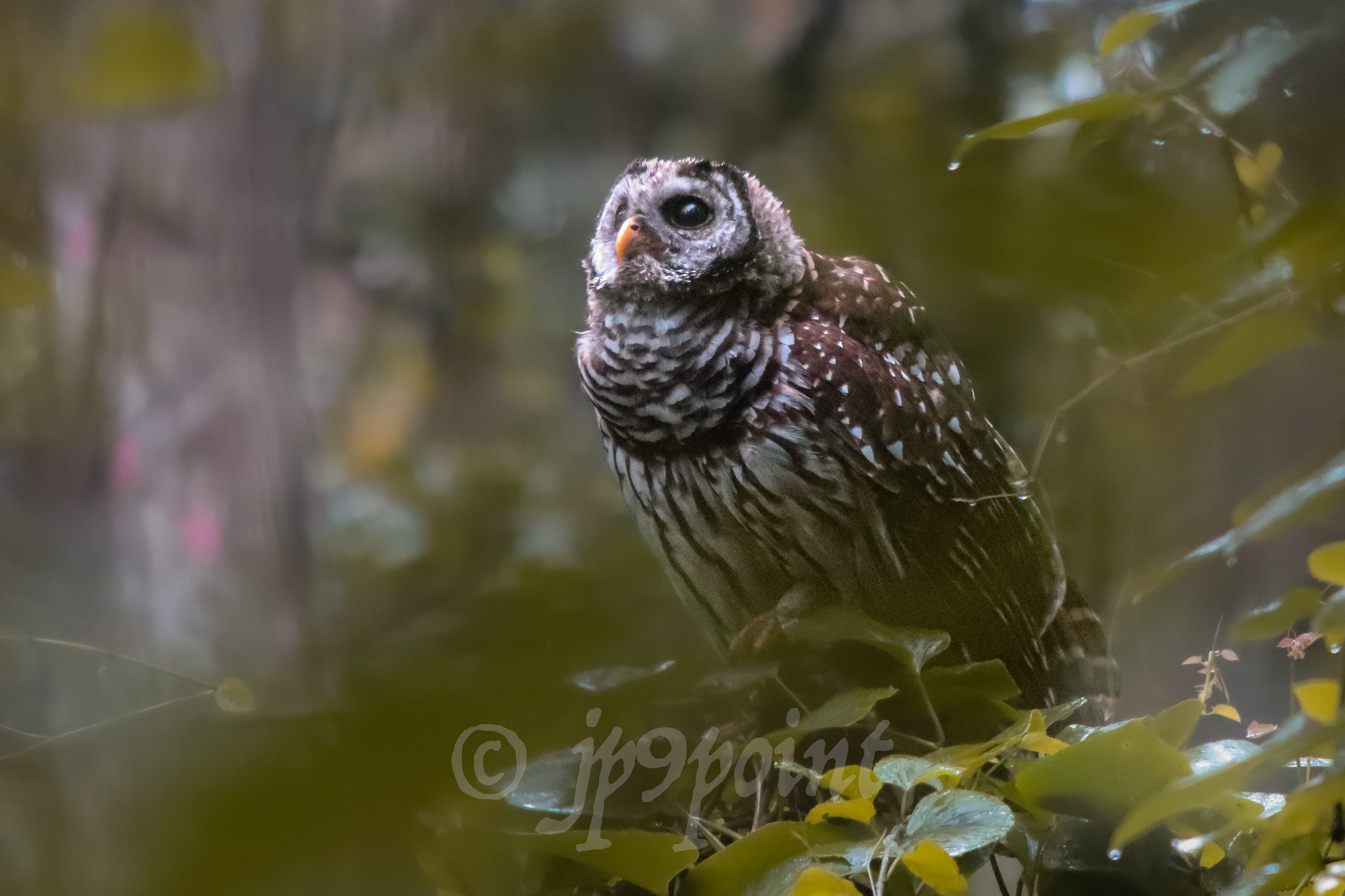 Owl looks up into the trees in Loxahatchee, Florida 