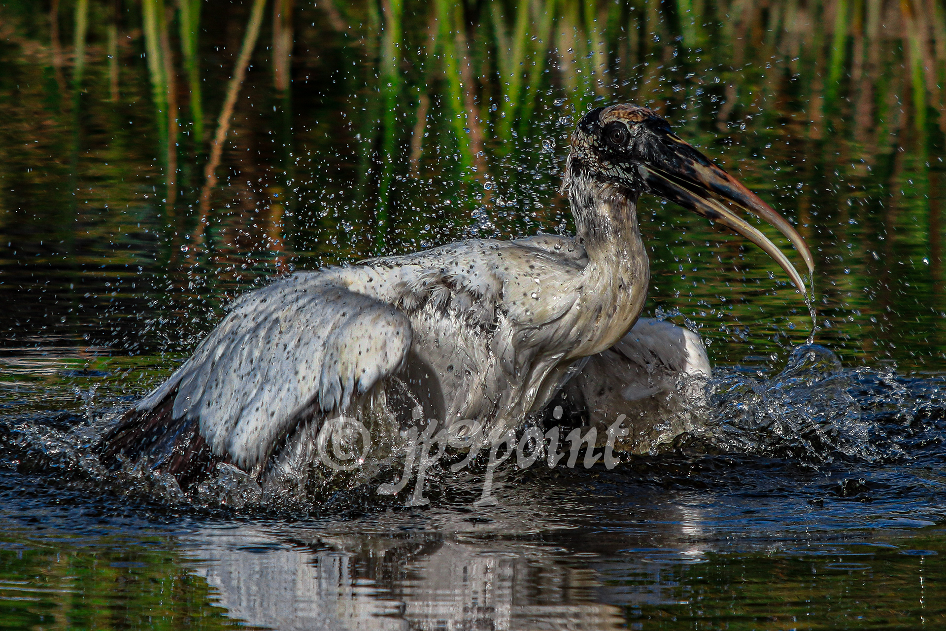 Wood Stork takes a bath at Wakodahatchee Wetlands, Florida.