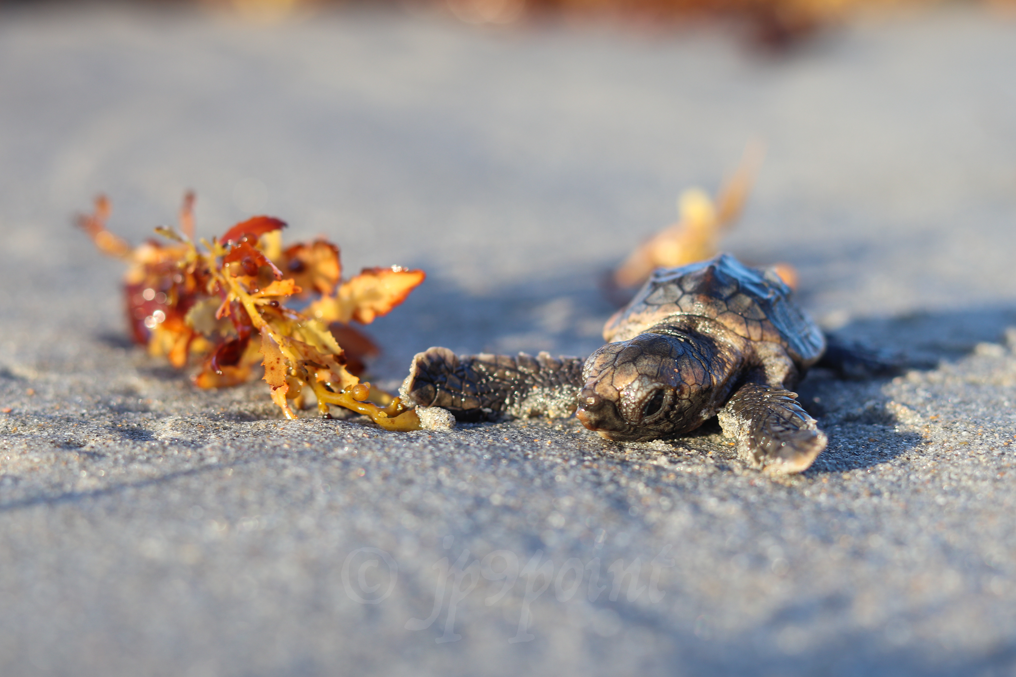 Baby Loggerhead Sea Turtle 