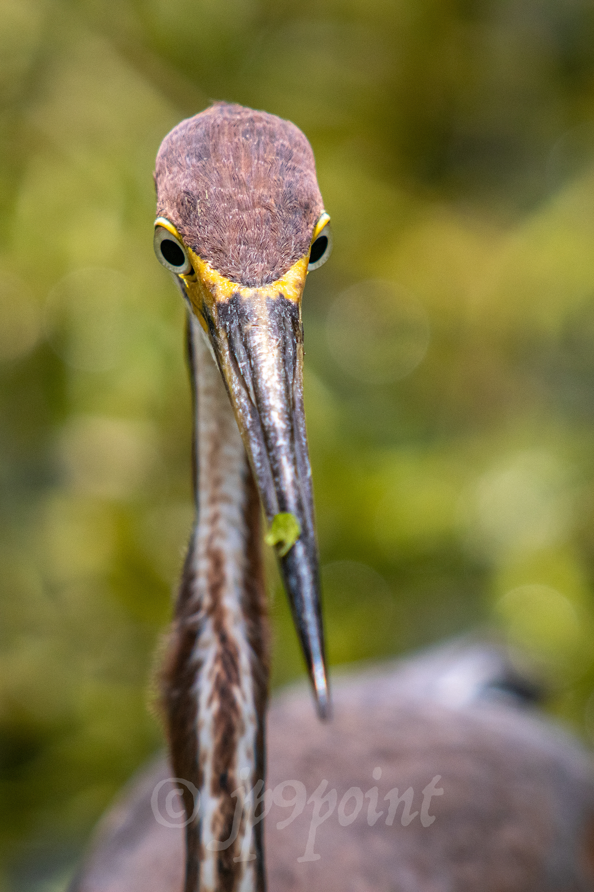 Tricolored Heron face close up at Wakodahatchee Wetlands, FL.