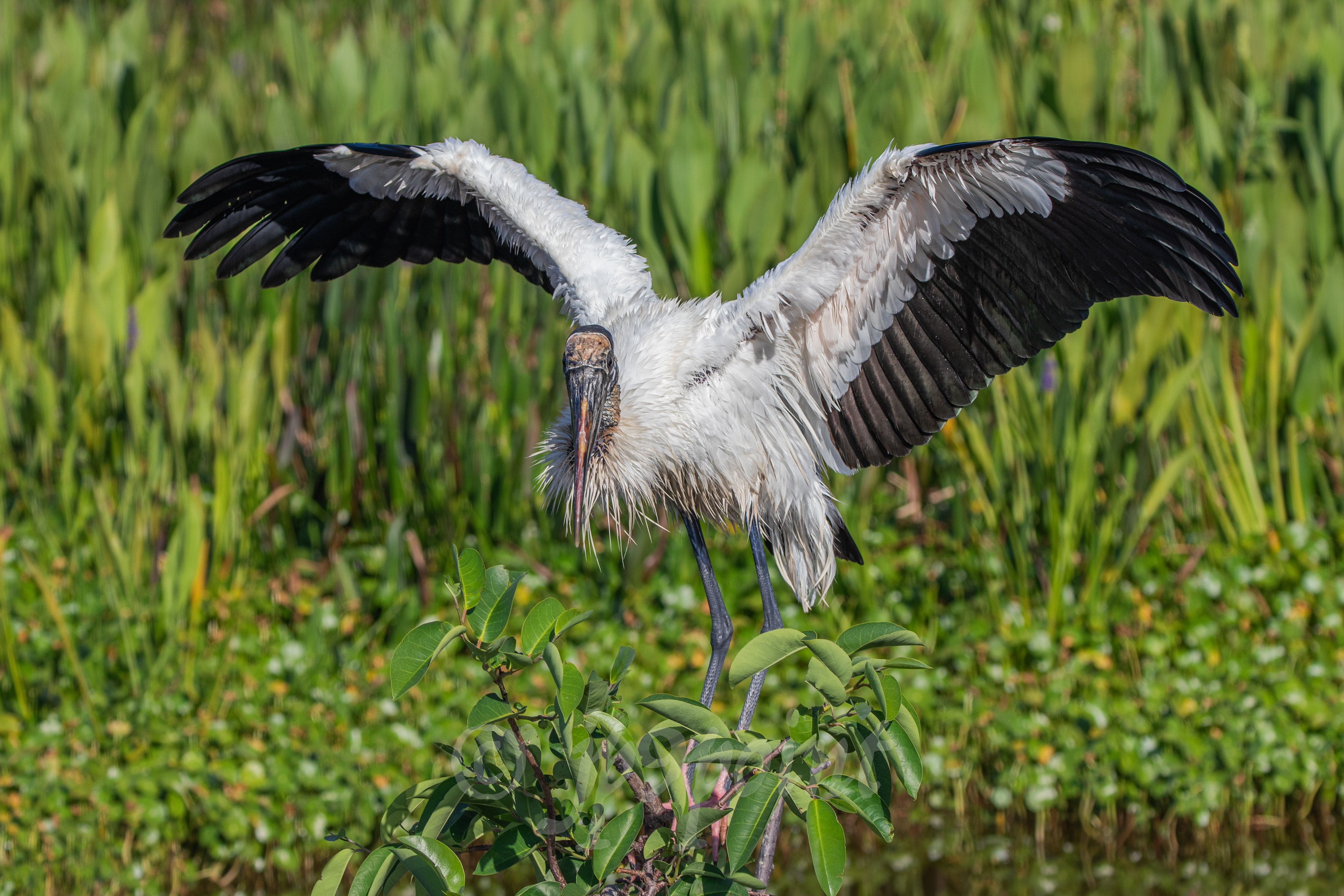 Wood Stork Landing