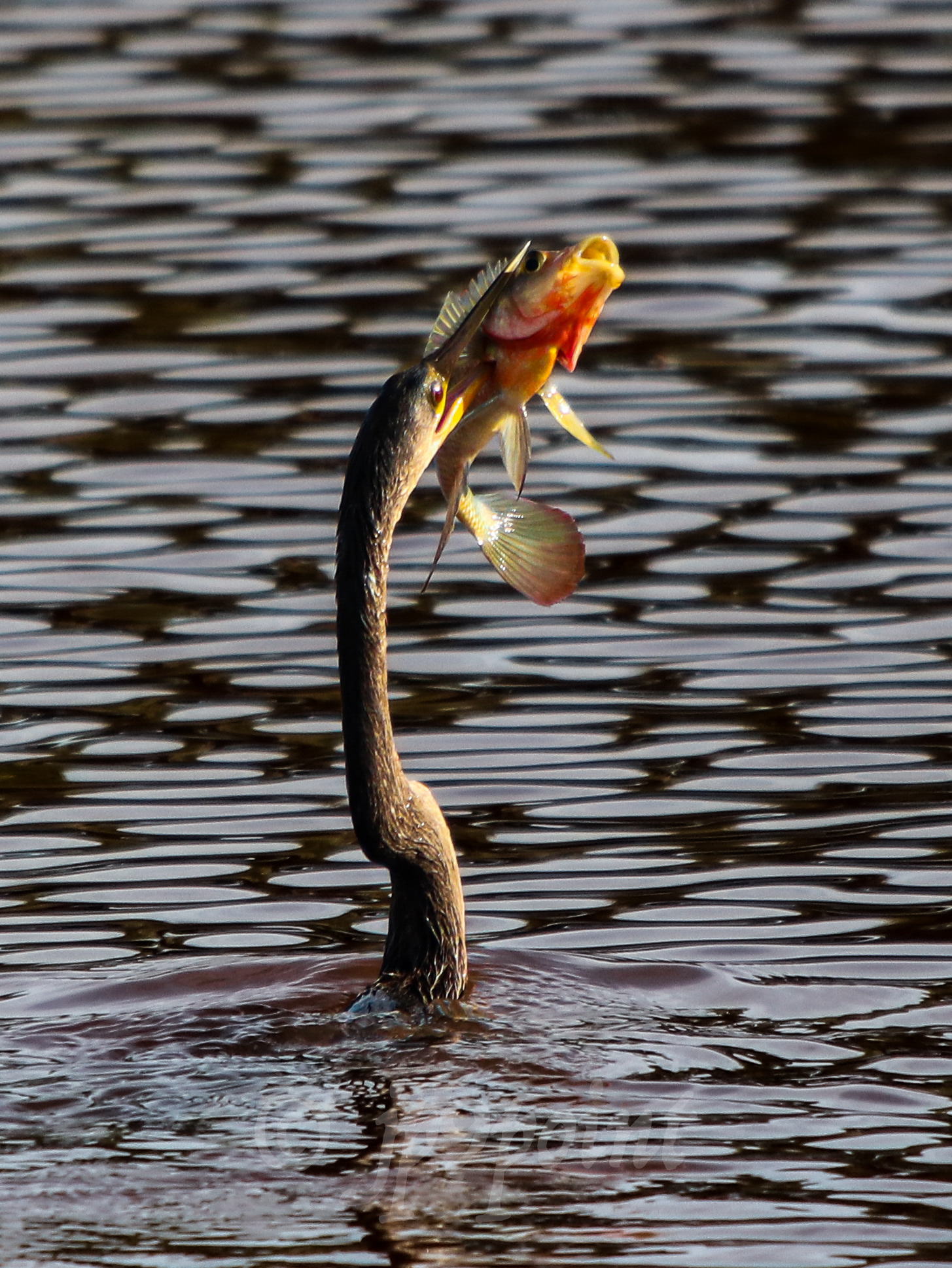 Anhinga comes up with a fish for lunch at Wakodahatchee Wetlands, Florida.