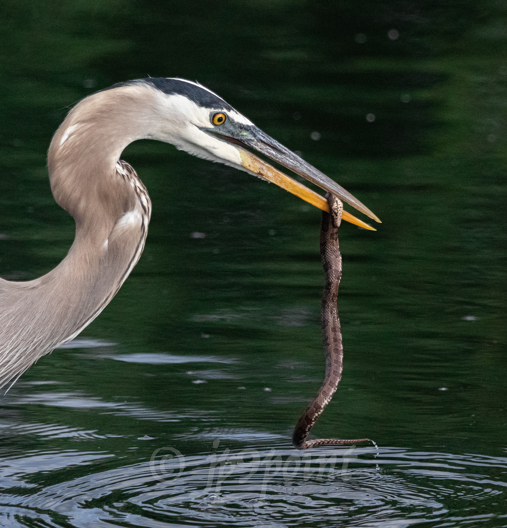 Great Blue Heron with its snake dinner at Wakodahatchee Wetlands, Florida. 