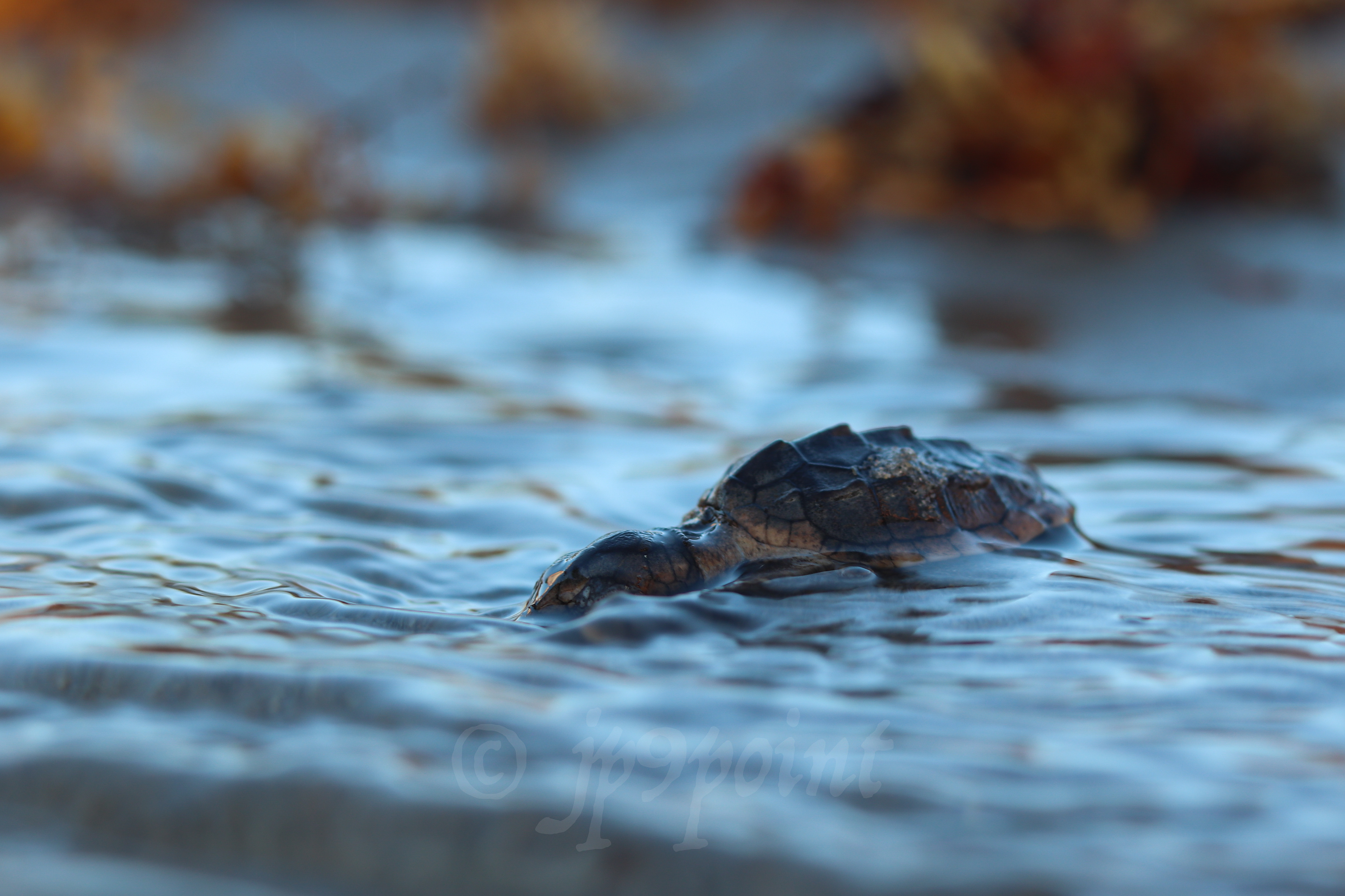 Baby Loggerhead Sea Turtle takes its first dive