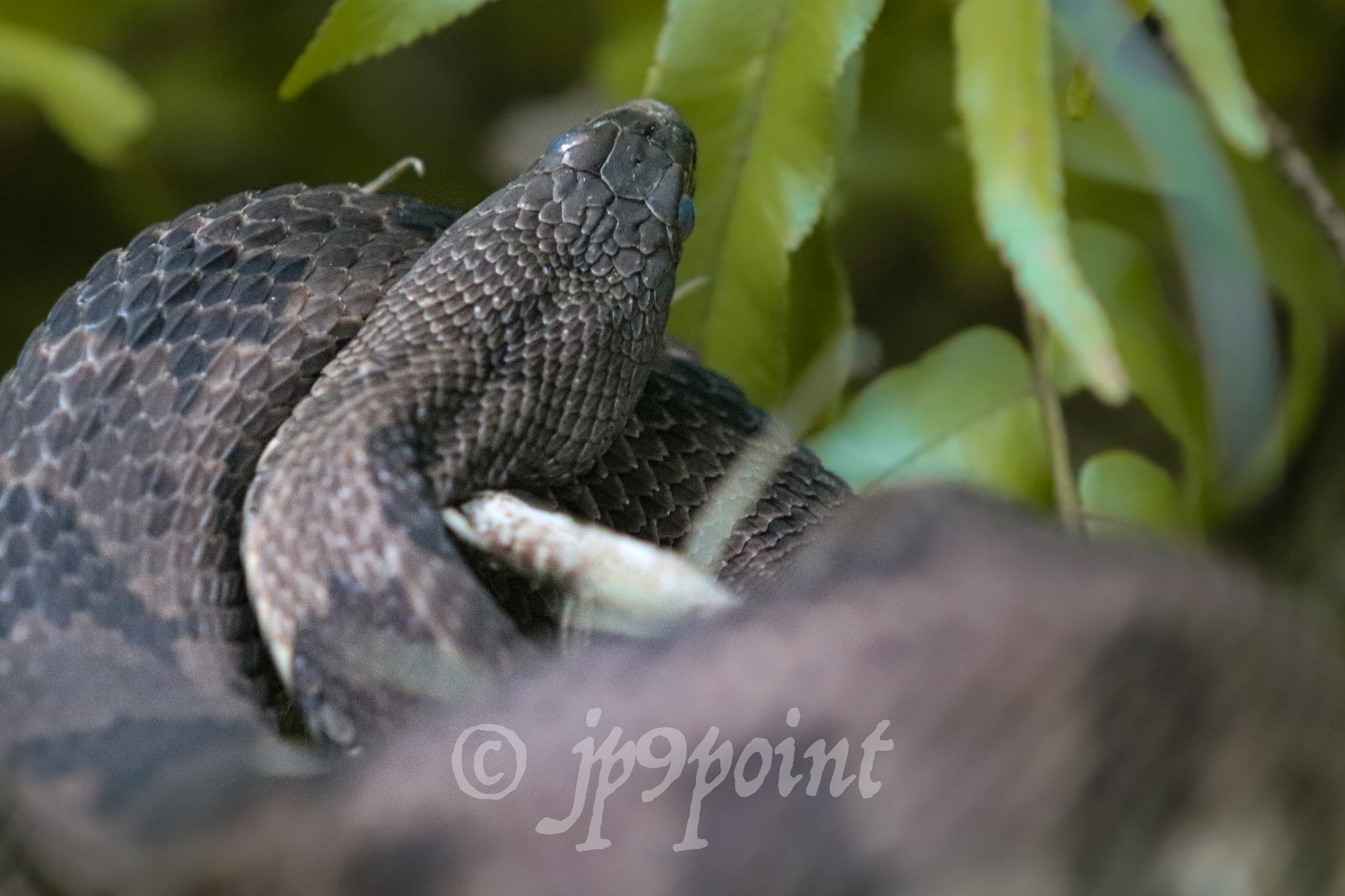 Close up of a snake in a tree at Loxahatchee, Florida.