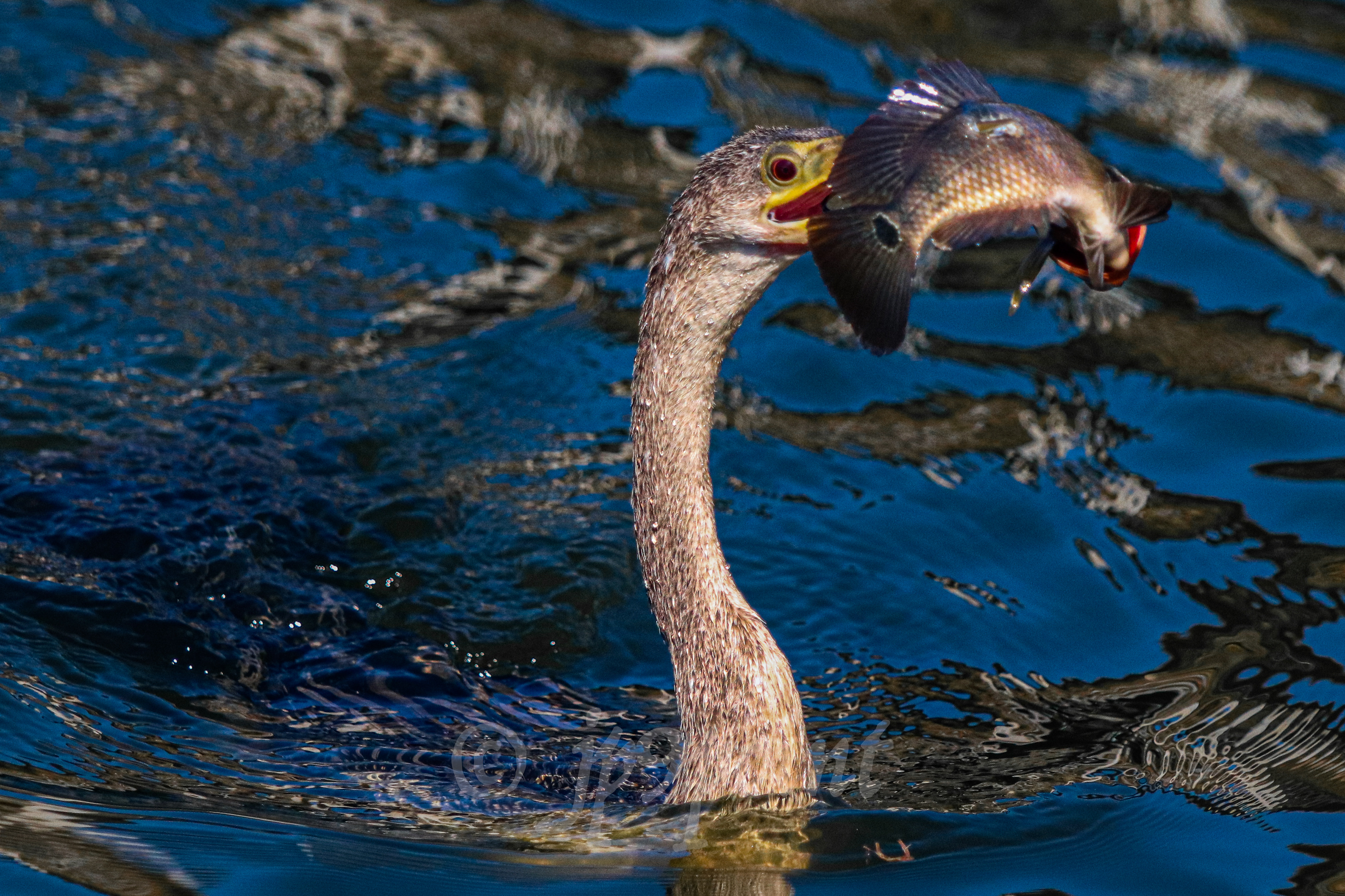 Anhinga comes up with a fish for lunch at Wakodahatchee Wetlands, Florida.