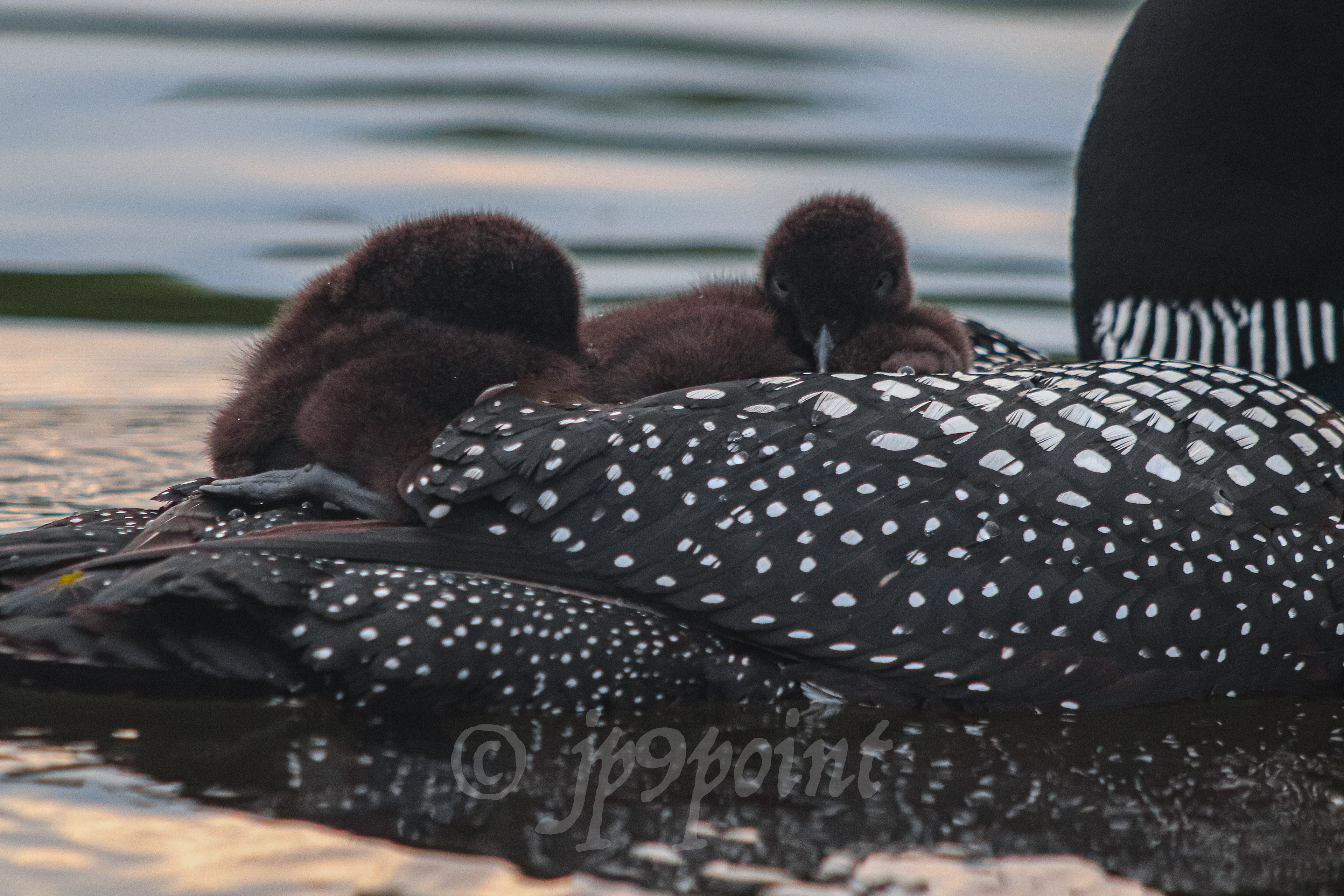Baby Loon peeks open its eyes and looks over its mom's wing in Lake Winnipesaukee, New Hampshire.