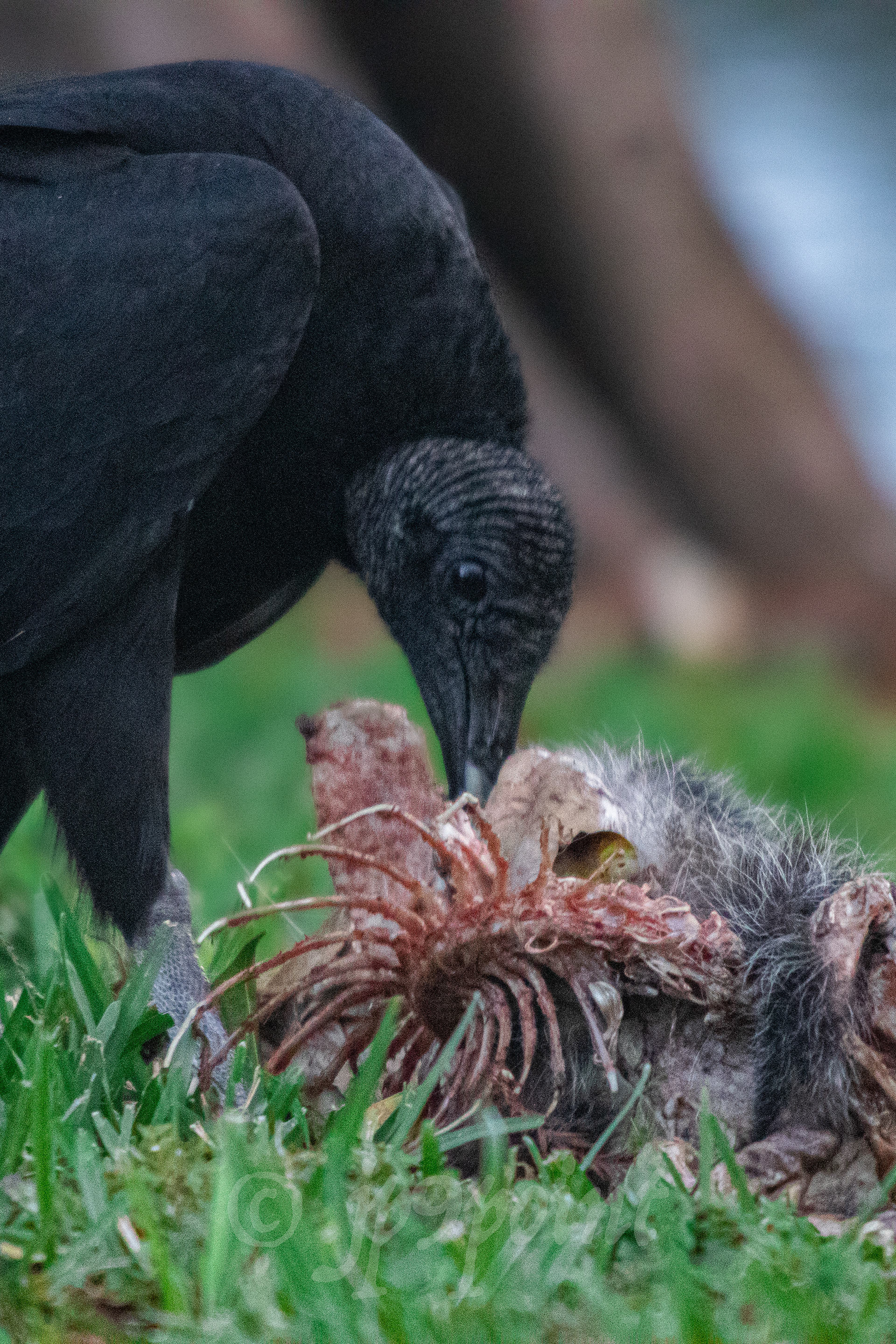Vulture scavenging on a dead opossum in Boca Raton, Florida.