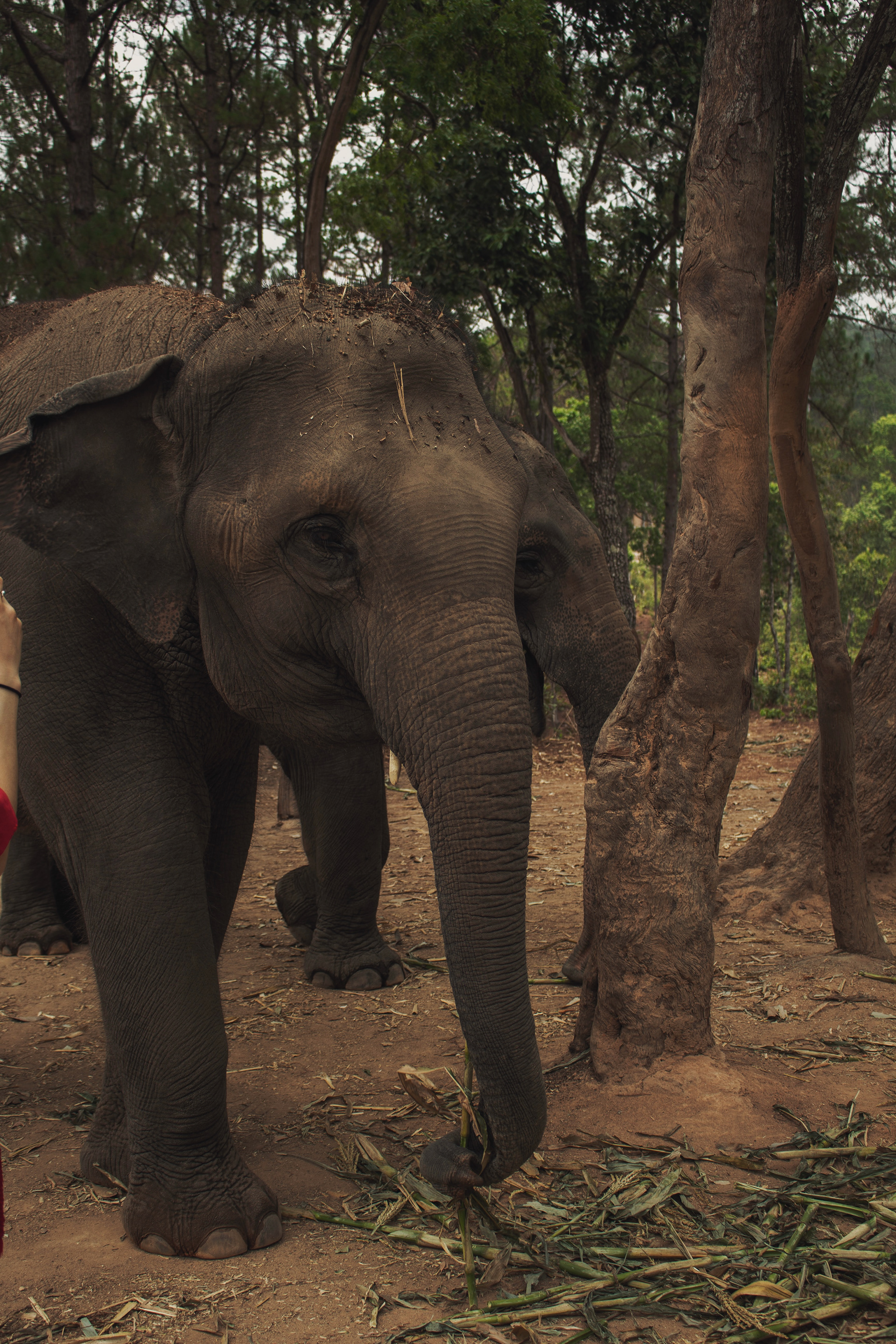THAILAND, CANON DIGITAL
