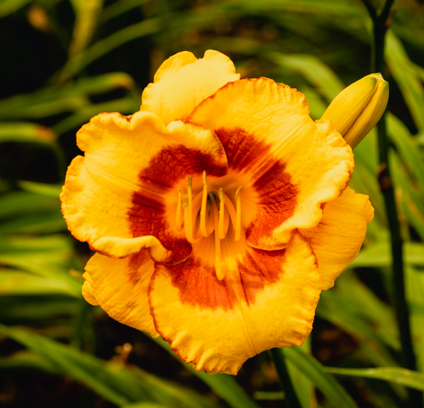 Red Yellow Flower