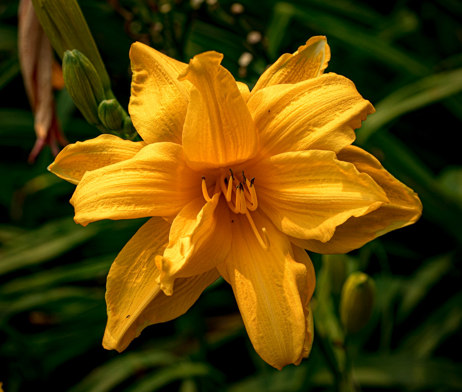 Yellow Flower