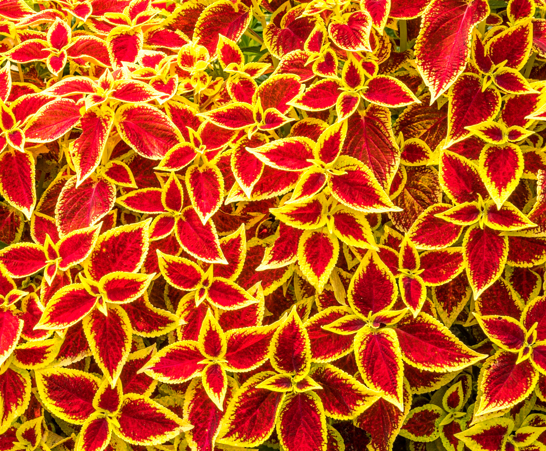 Red Yellow Flower