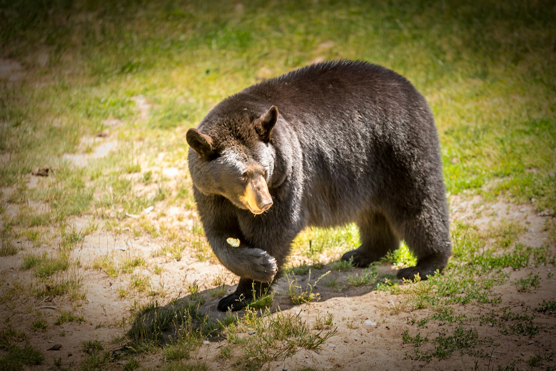 Looking for apples