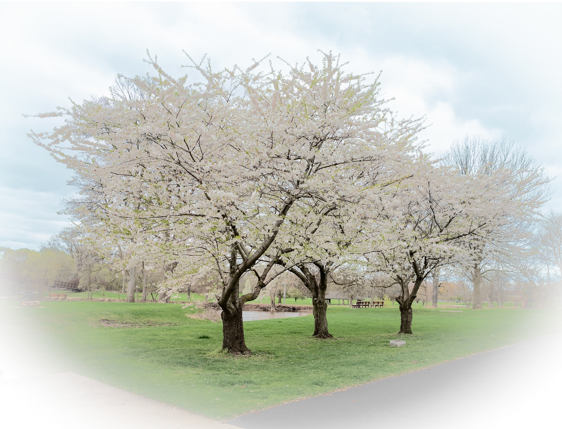 Midland MI Dogwood Trees-102