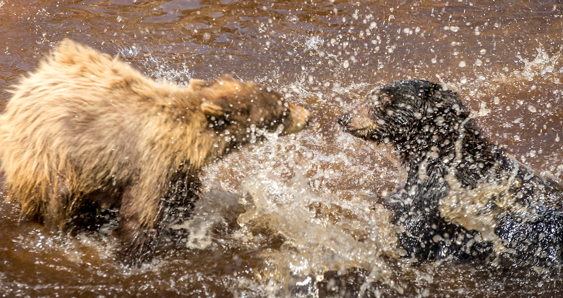 Splash