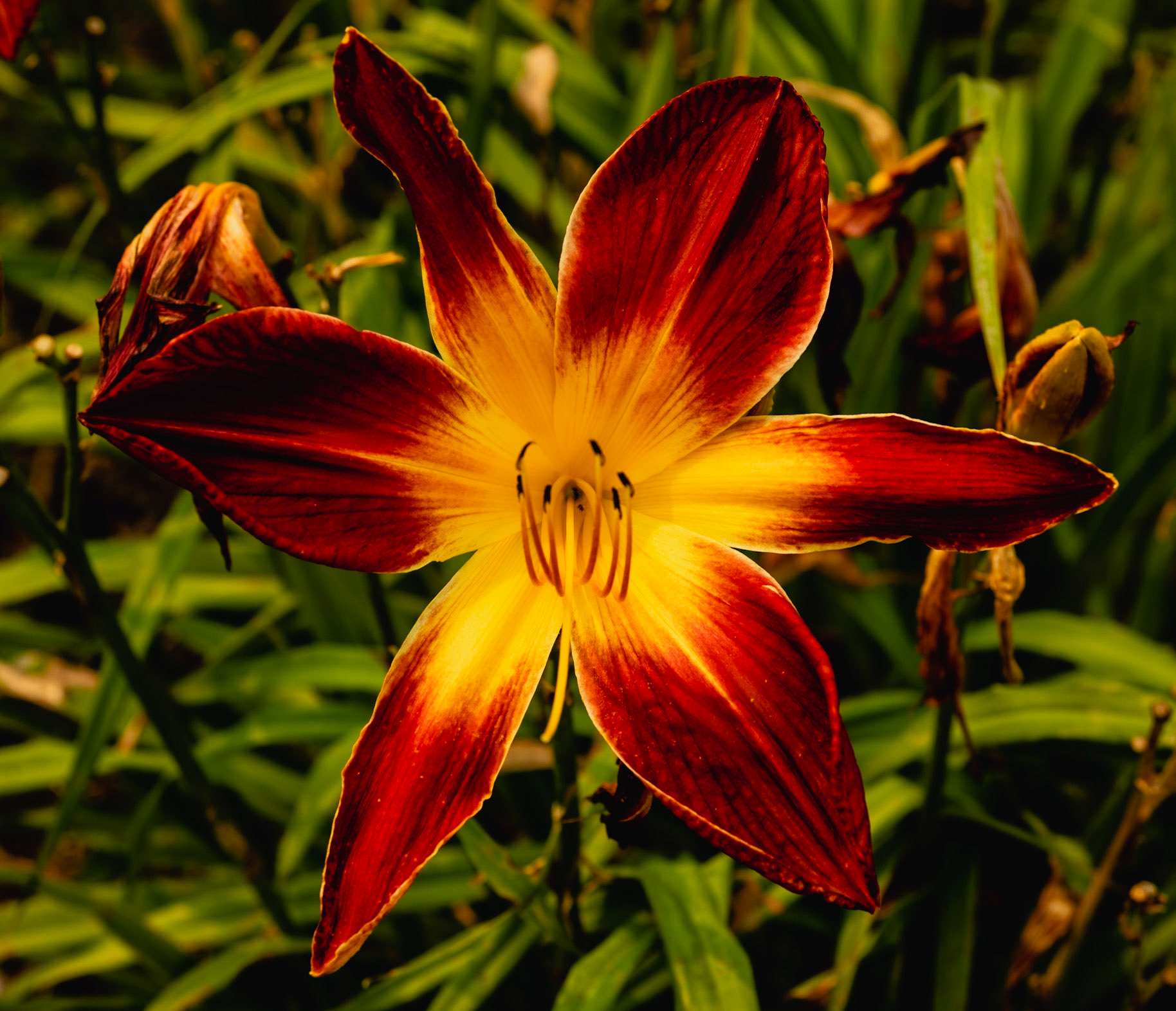 Yellow Red Flower