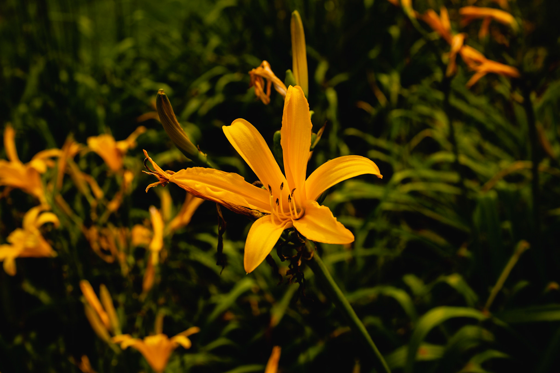 Yellow Flower