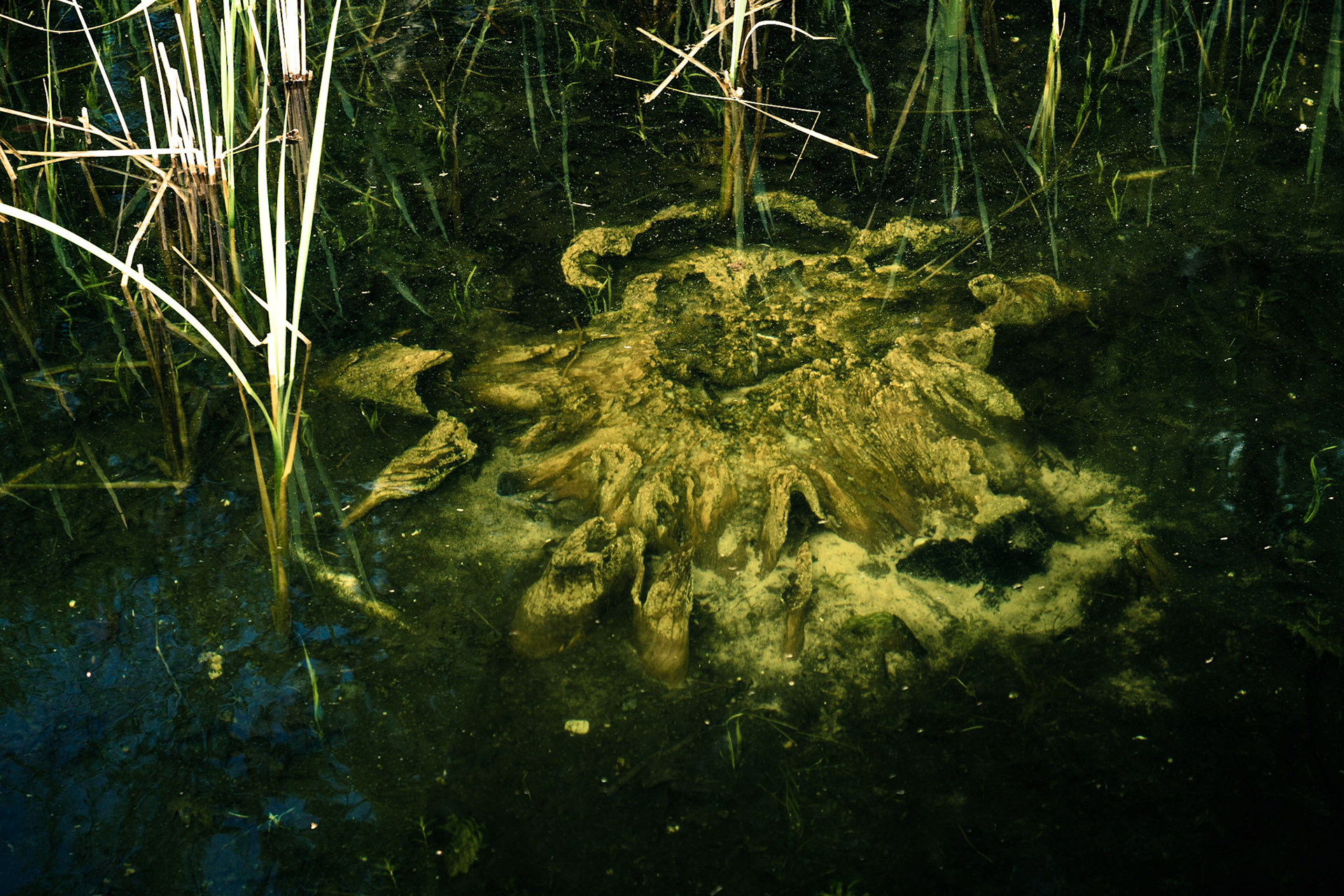 Clear water, tree stump ,roots