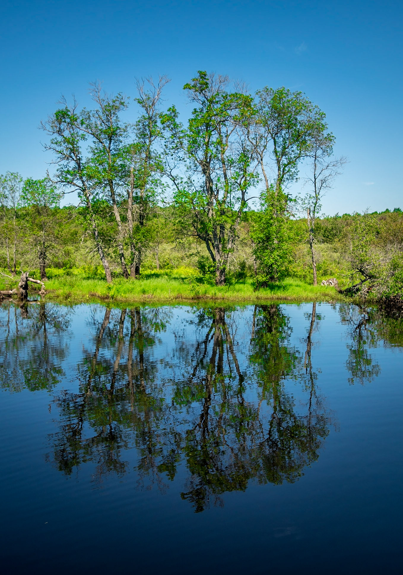 tahquamenon River Michigan Reflection 1