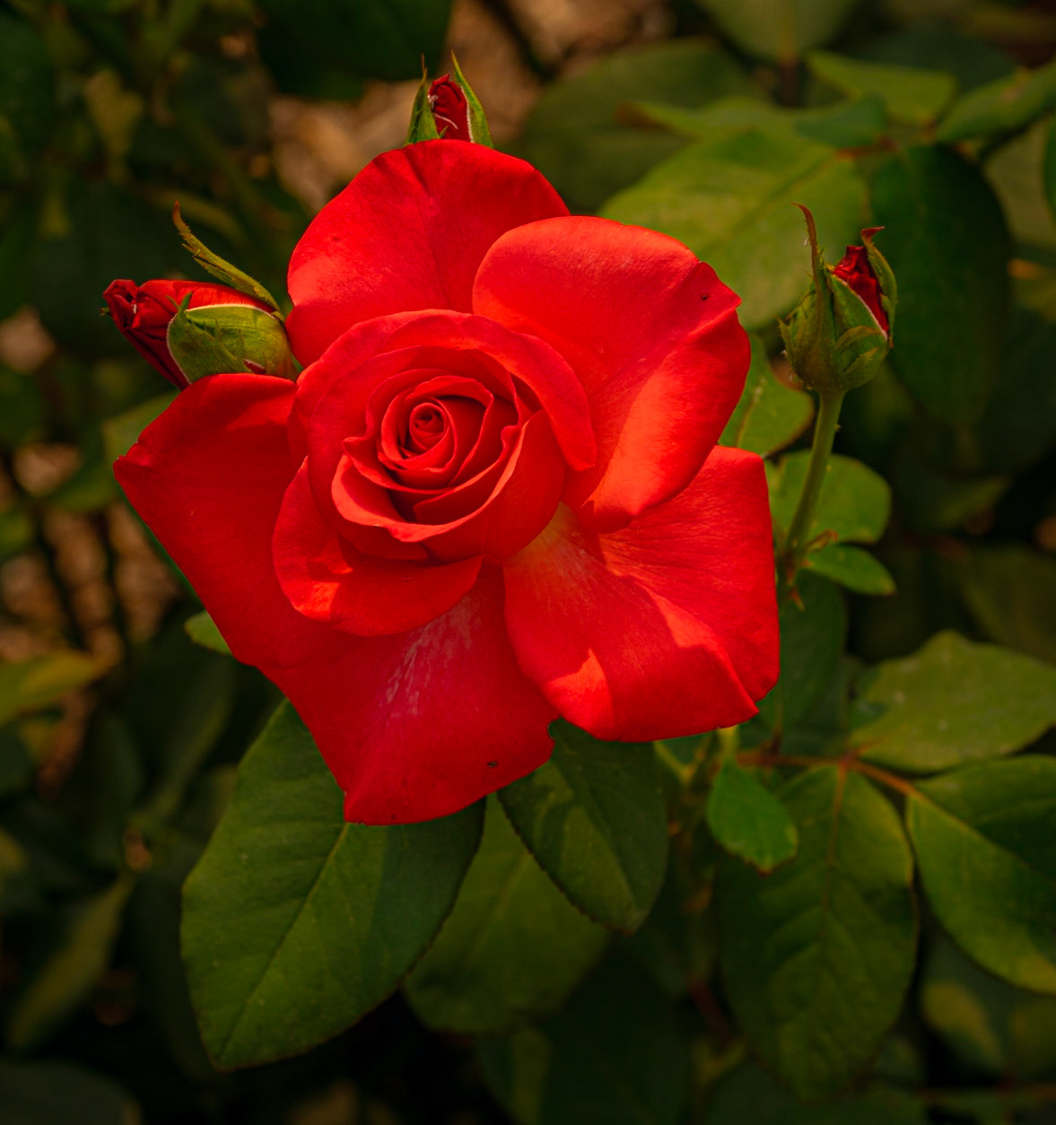 Red Rose