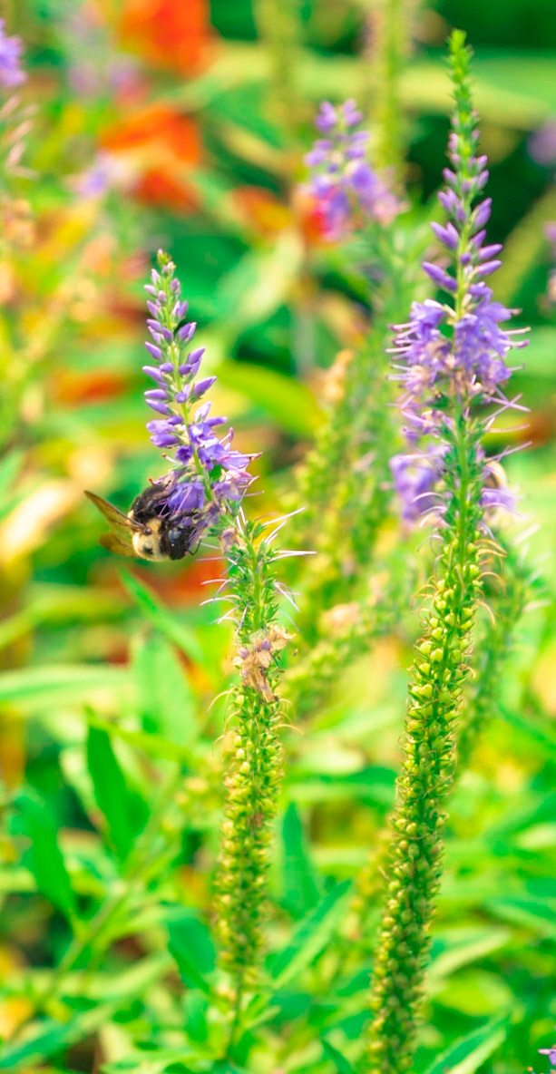 Busy Bee 1