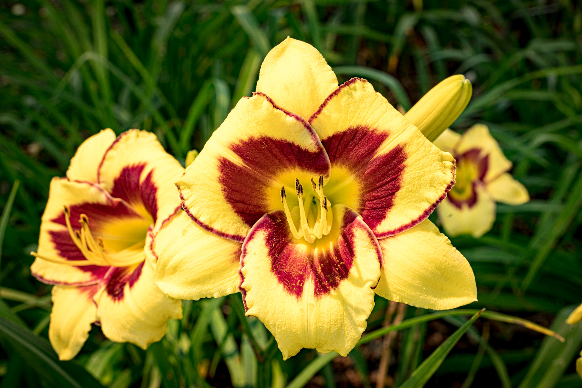 Yellow Red Yellow Flower