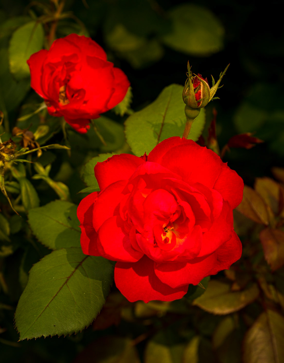 Red Rose Open