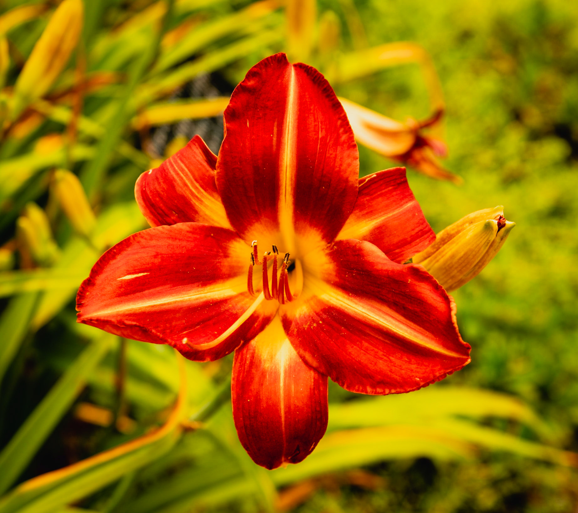 Red Yellow Flower