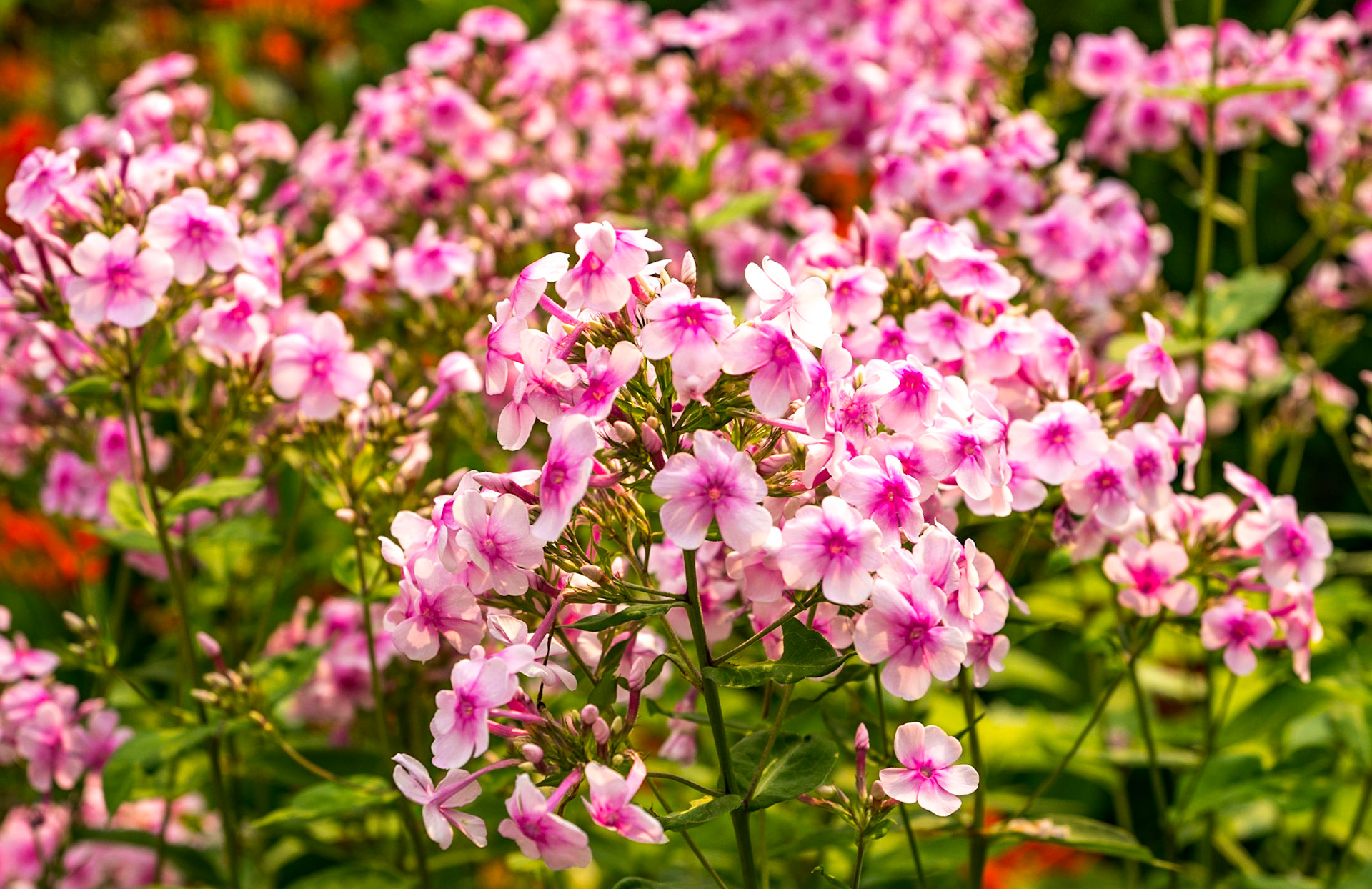 White Pink Flowers