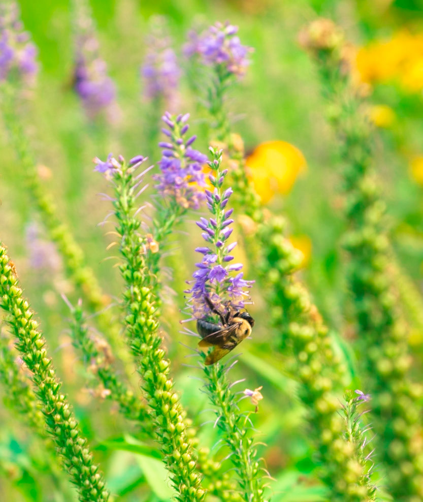 Busy Bee 3