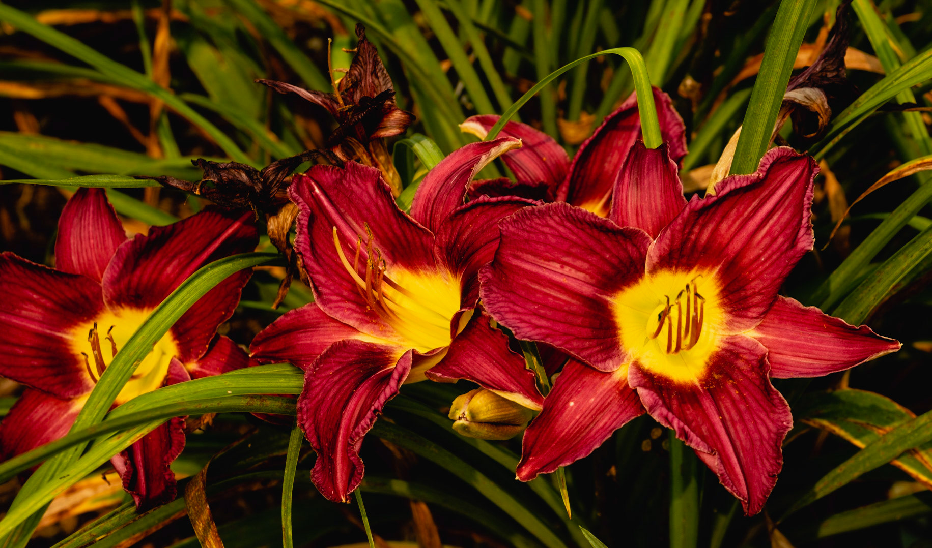 Yellow Red Flower