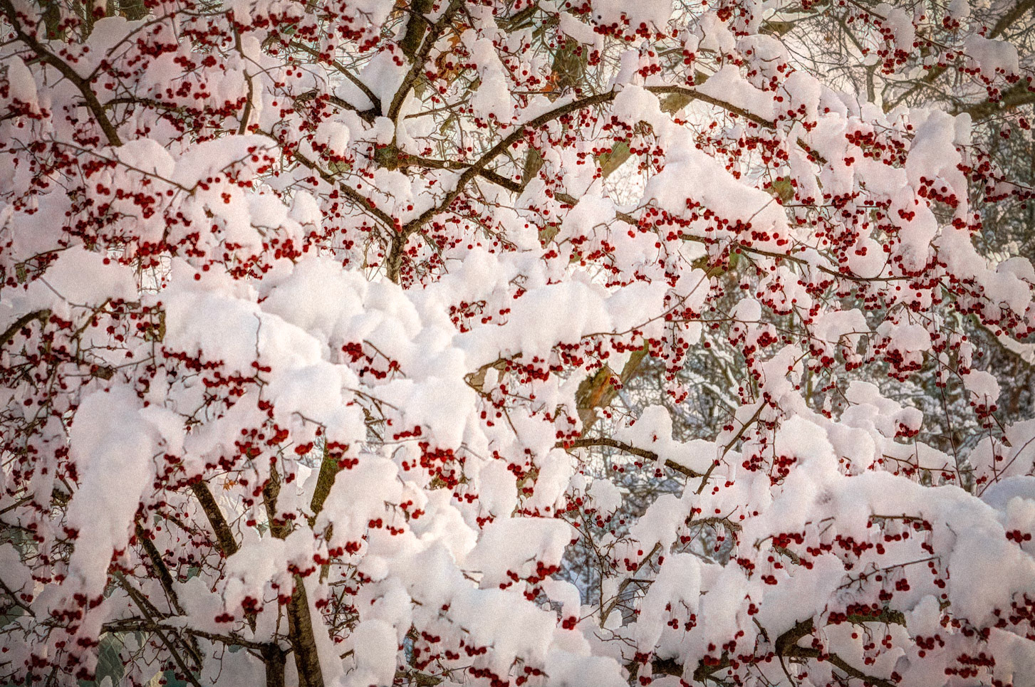 Snowy Berries