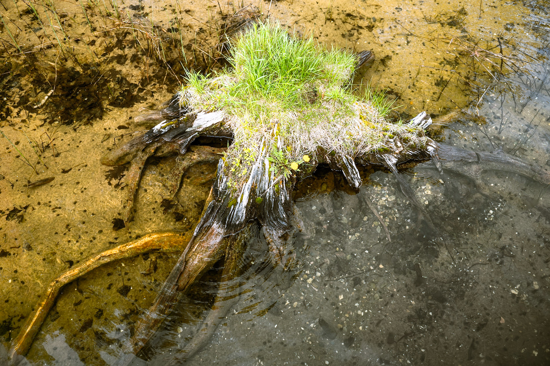 Clear water, tree stump ,roots