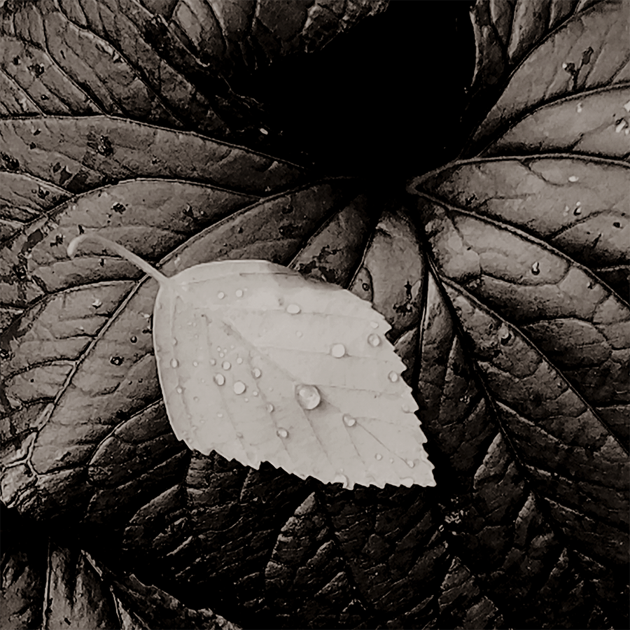 Leaf on Leaf 2018