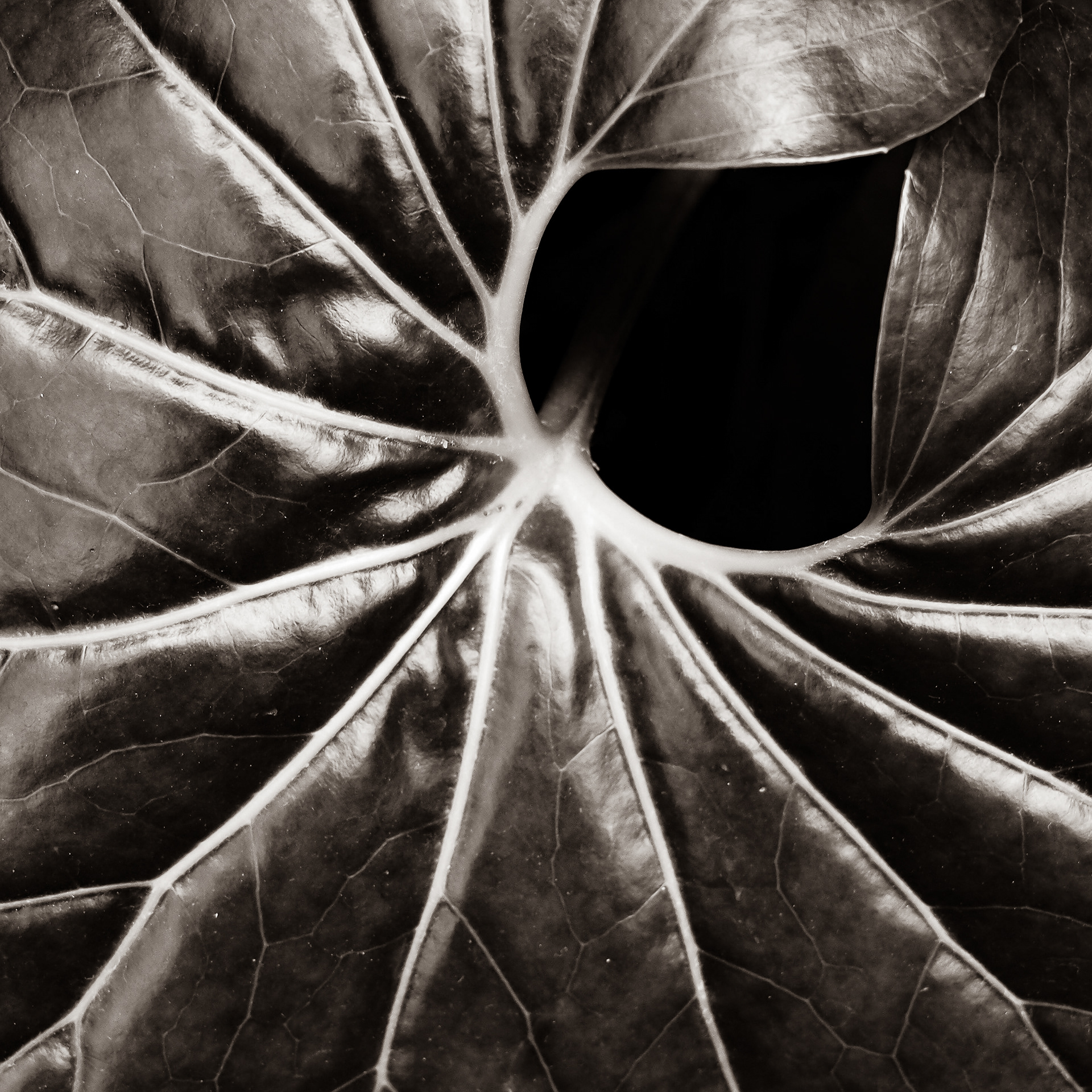 James Bond Leaf 2018