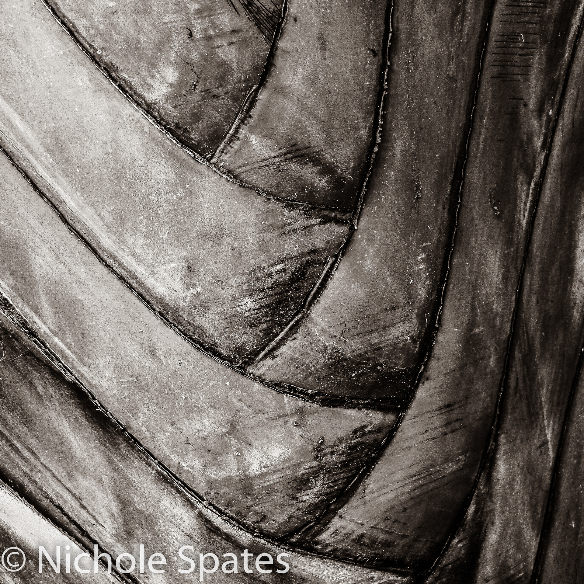Palm Texture 2018